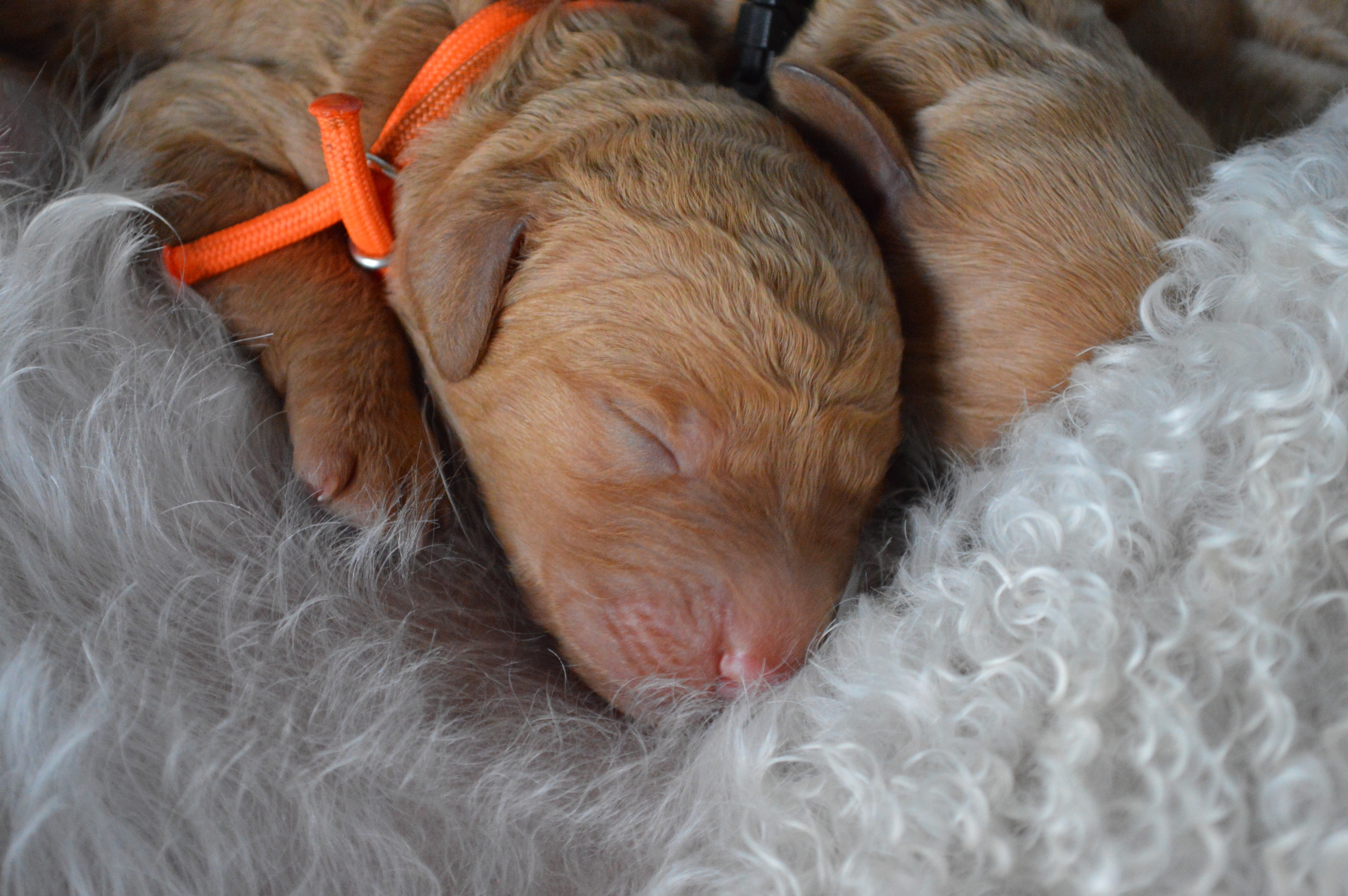 goldendoodle puppies atlanta ga