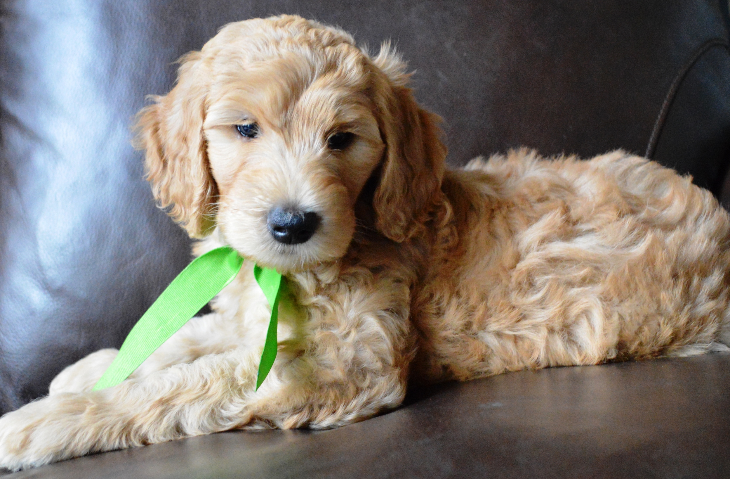 goldendoodle puppies atlanta ga