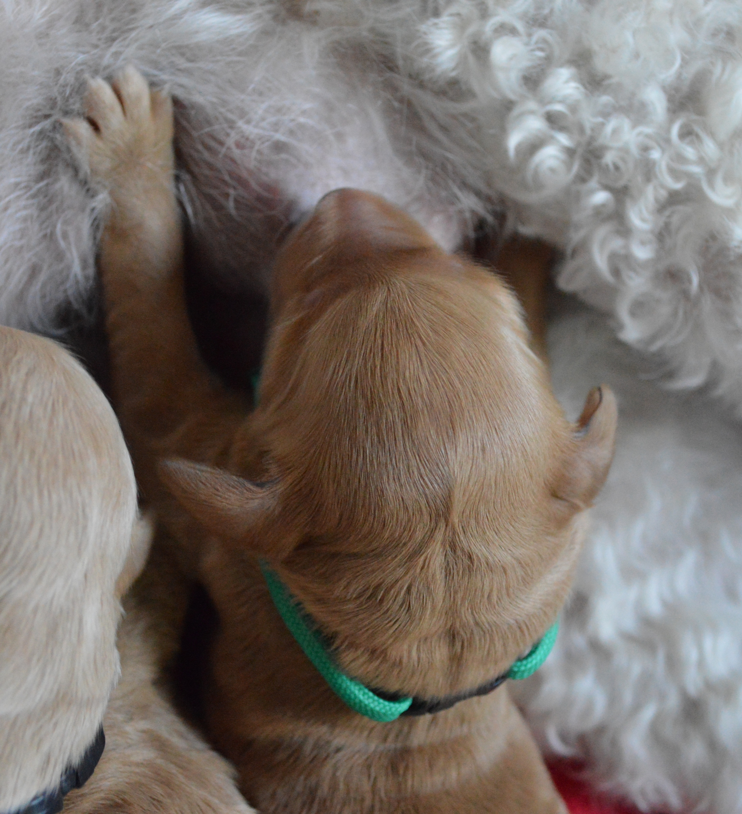 goldendoodle puppies atlanta ga