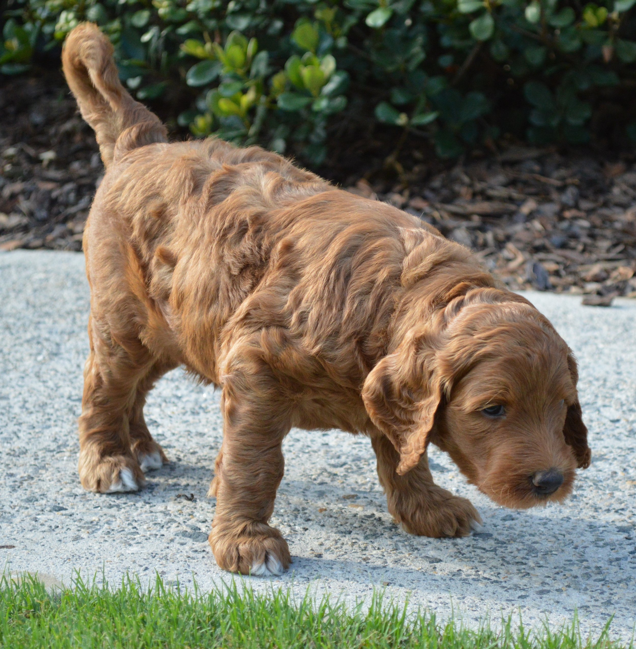 goldendoodle puppies atlanta georgia