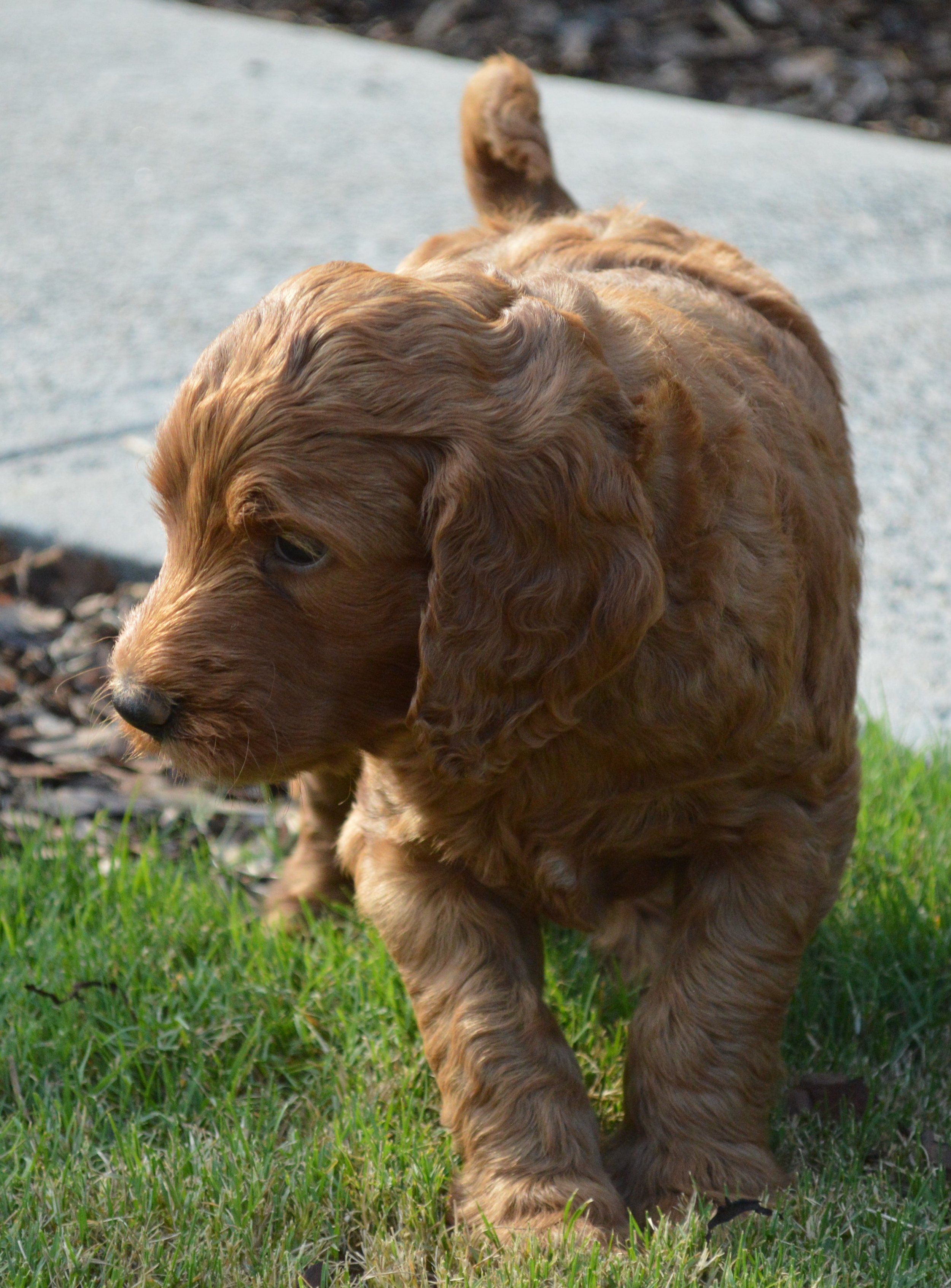 goldendoodle puppies atlanta georgia