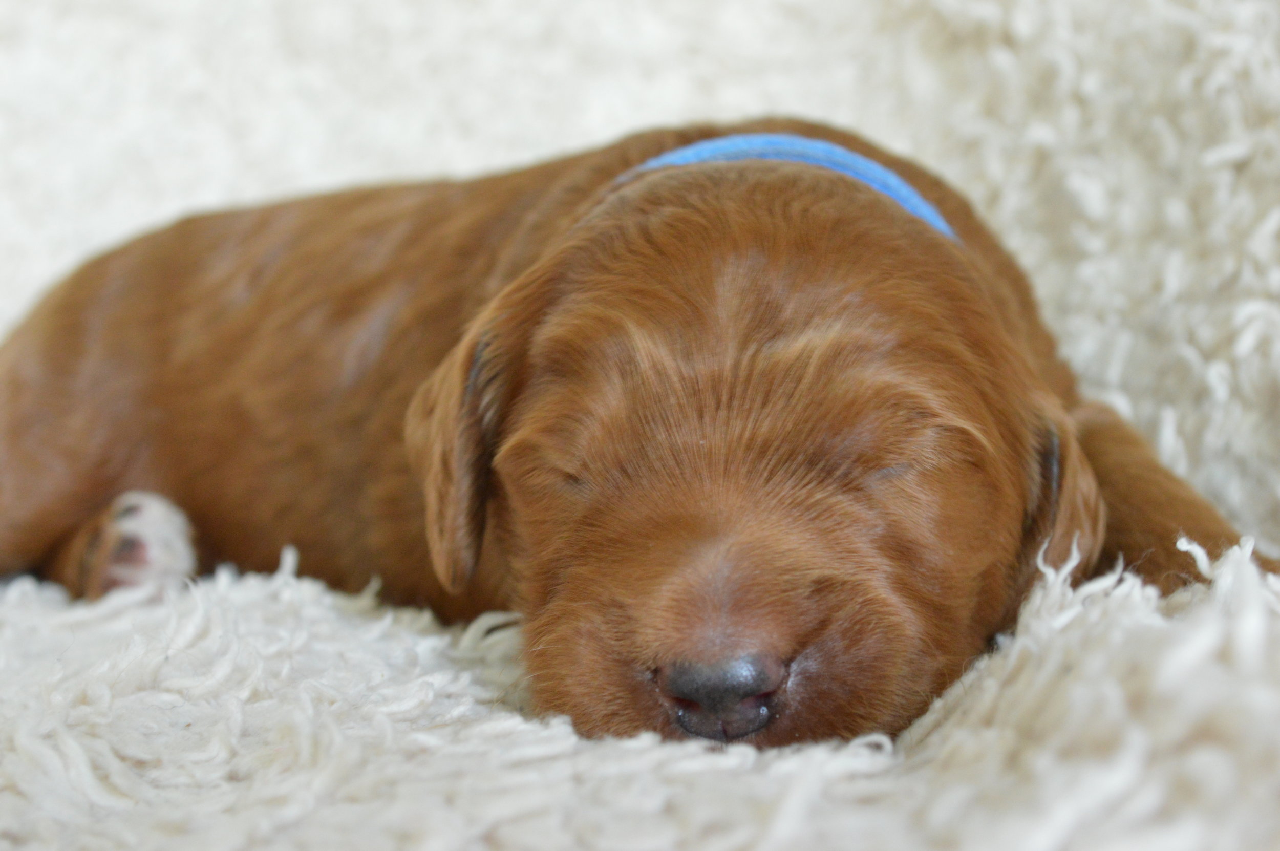 goldendoodle puppies atlanta georgia