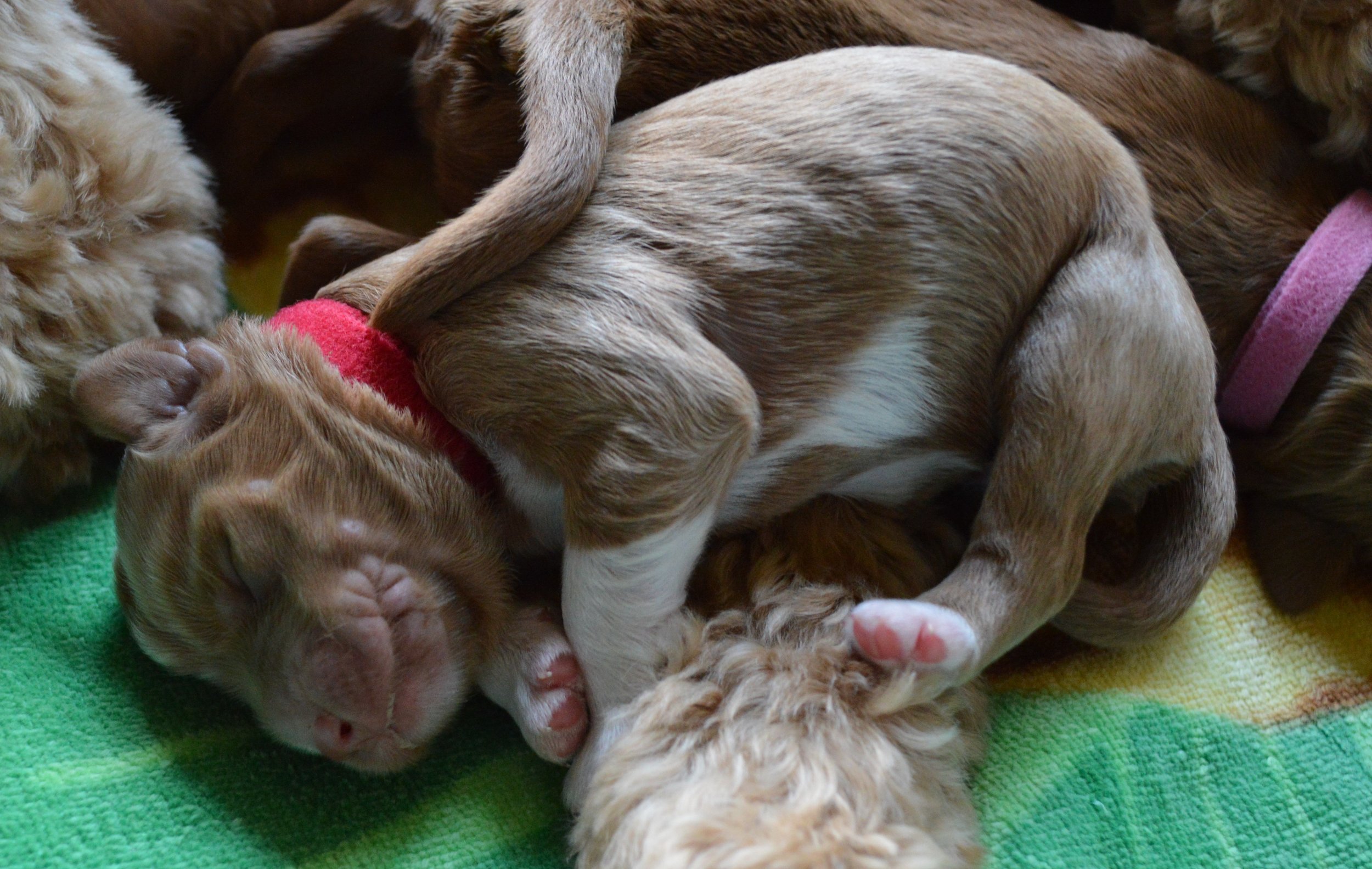 goldendoodle puppies atlanta georgia