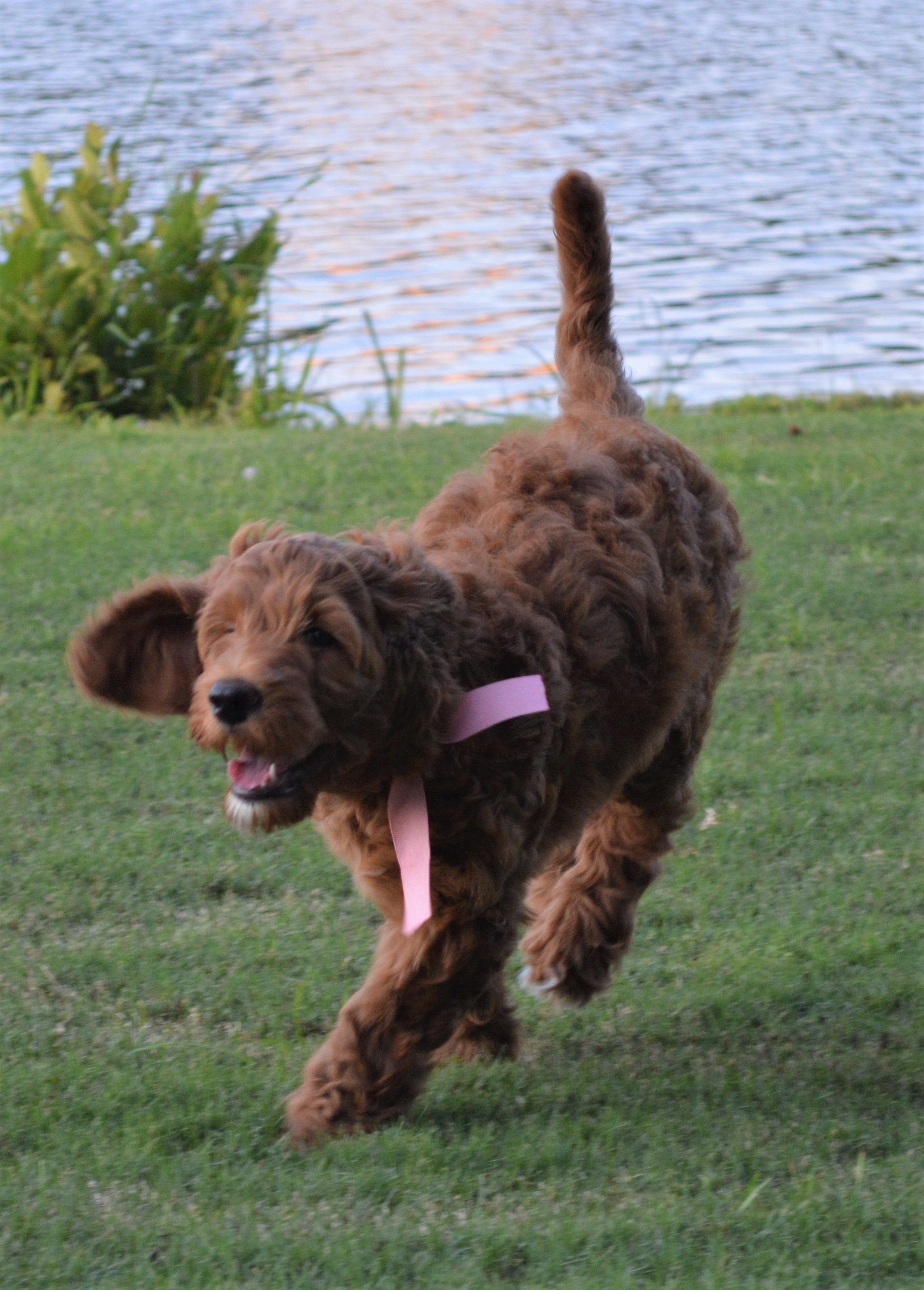 goldendoodle puppies atlanta georgia