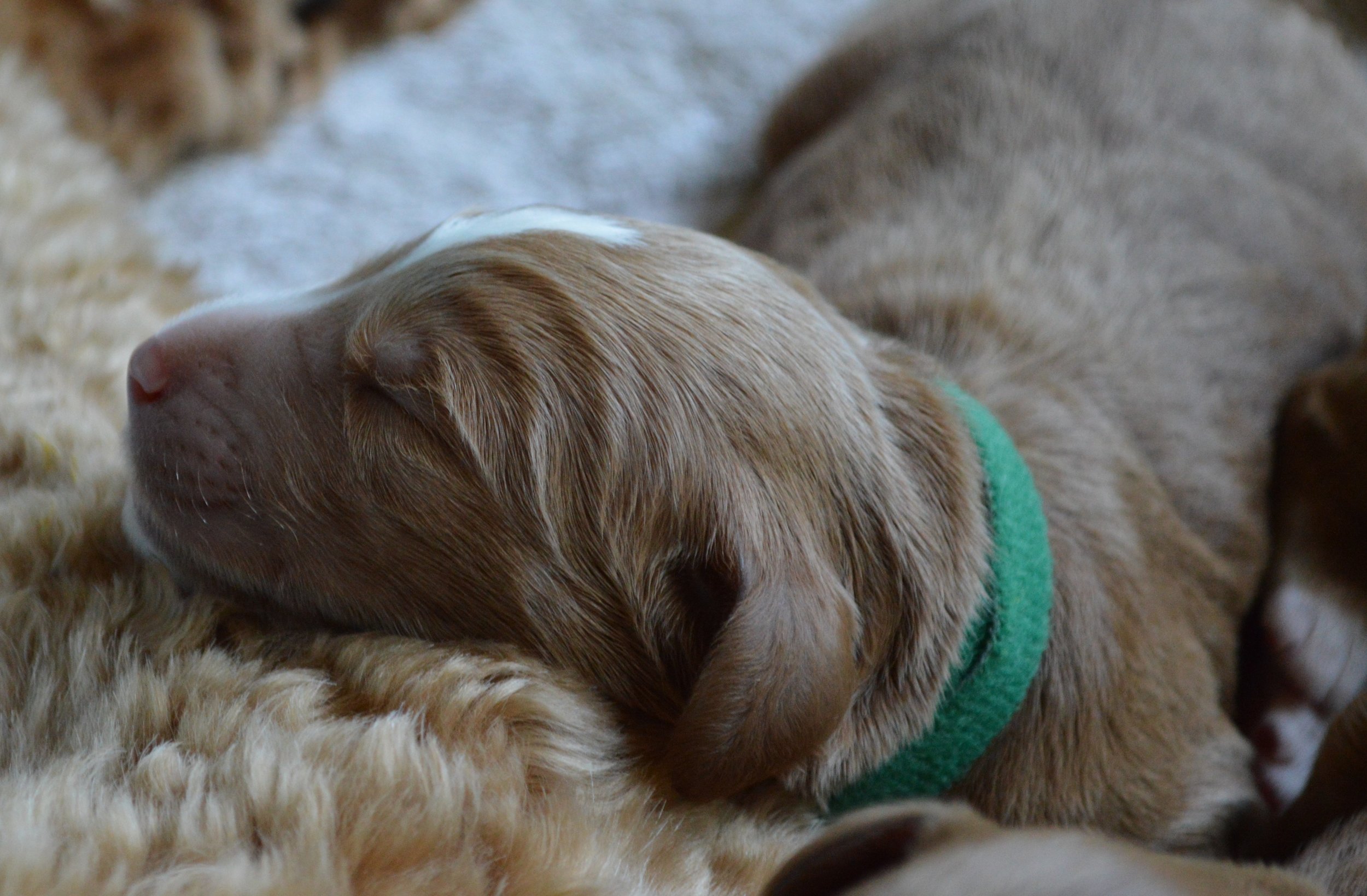 goldendoodle puppies atlanta georgia