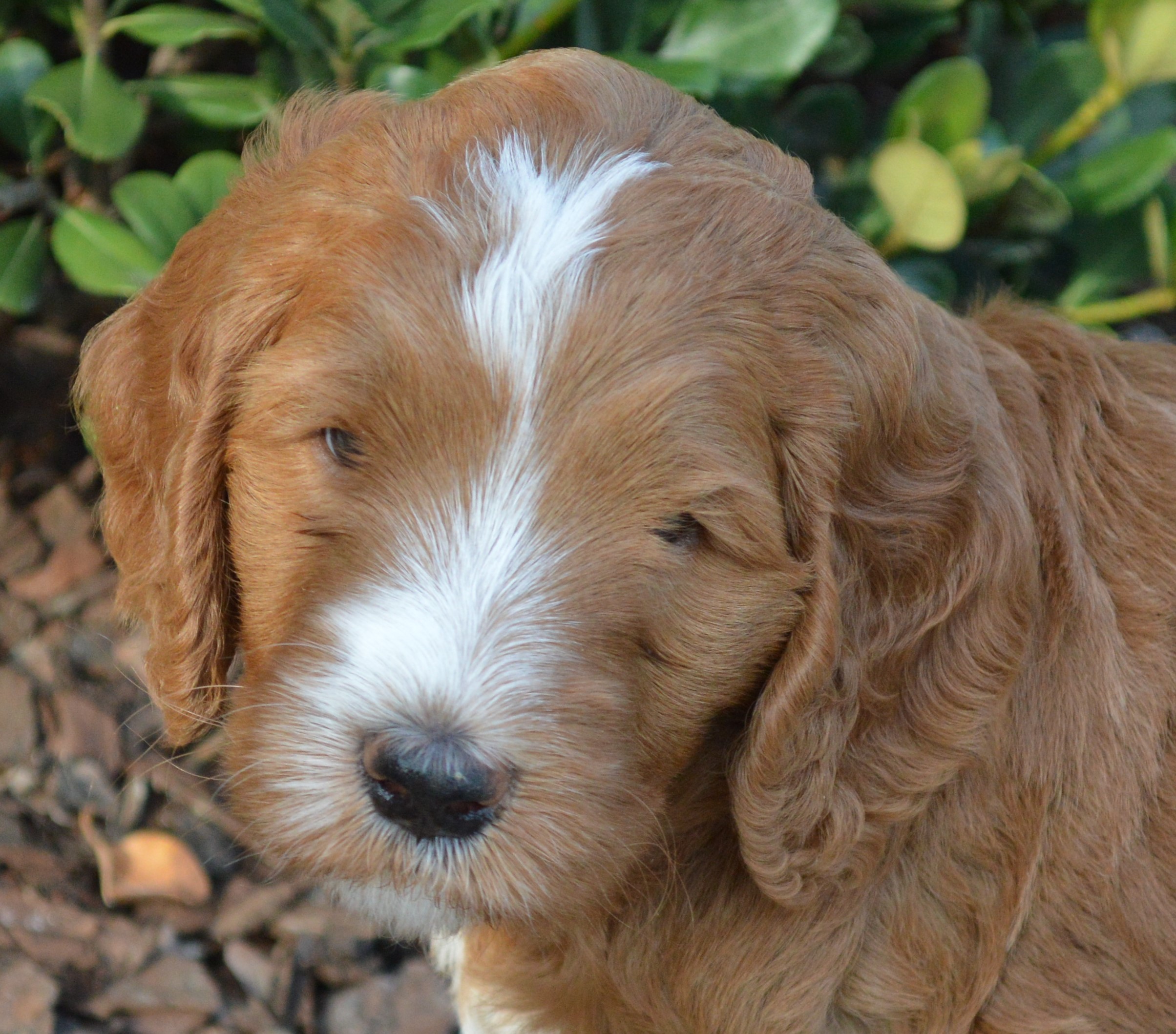 goldendoodle puppies atlanta georgia