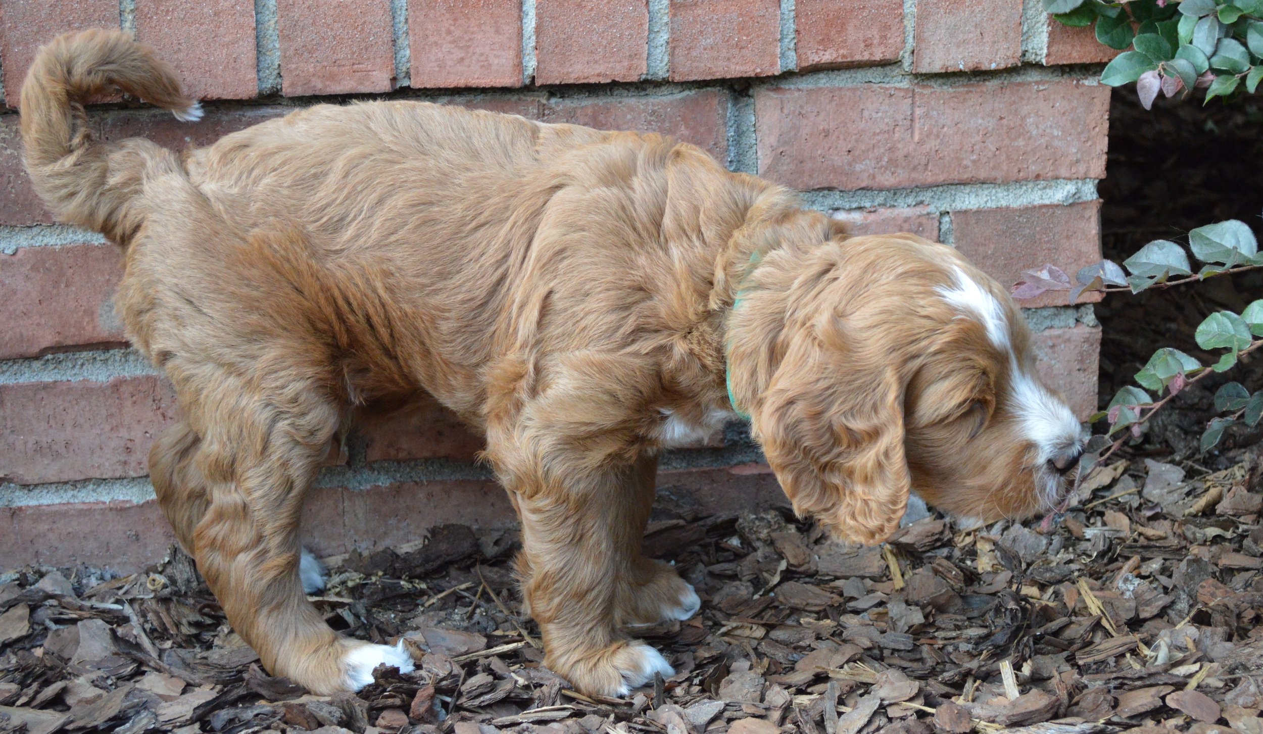 goldendoodle puppies atlanta georgia