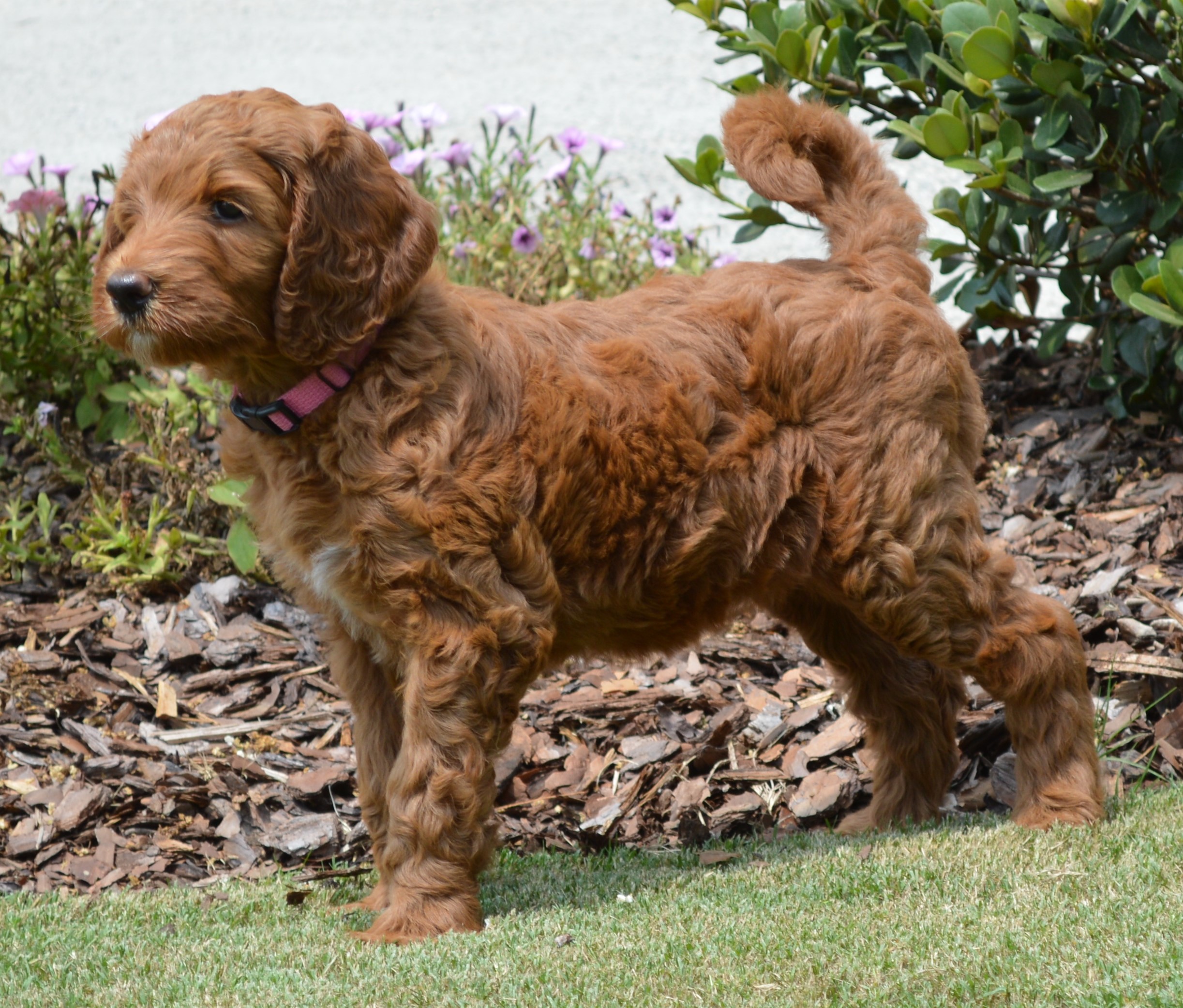 goldendoodle puppies atlanta georgia