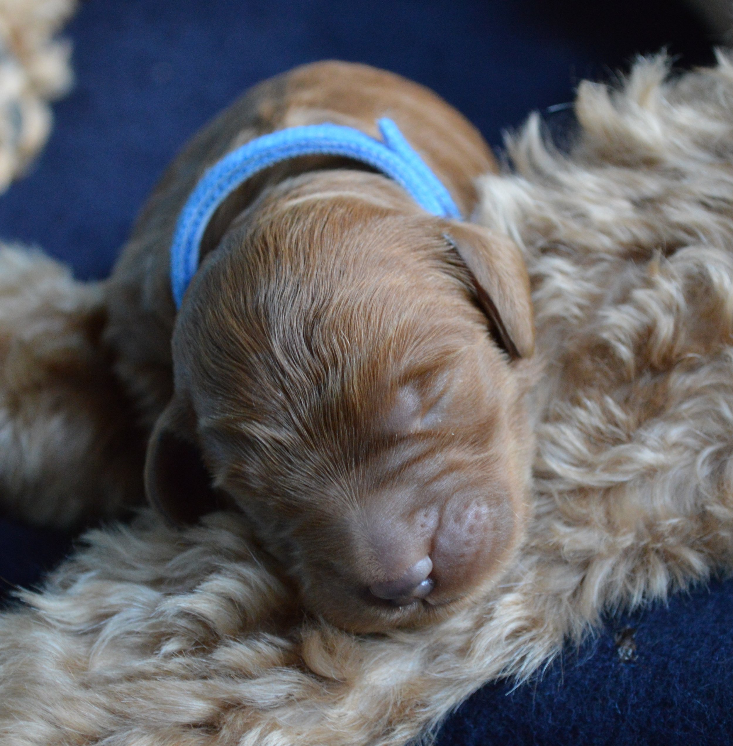 goldendoodle puppies lakeside pups