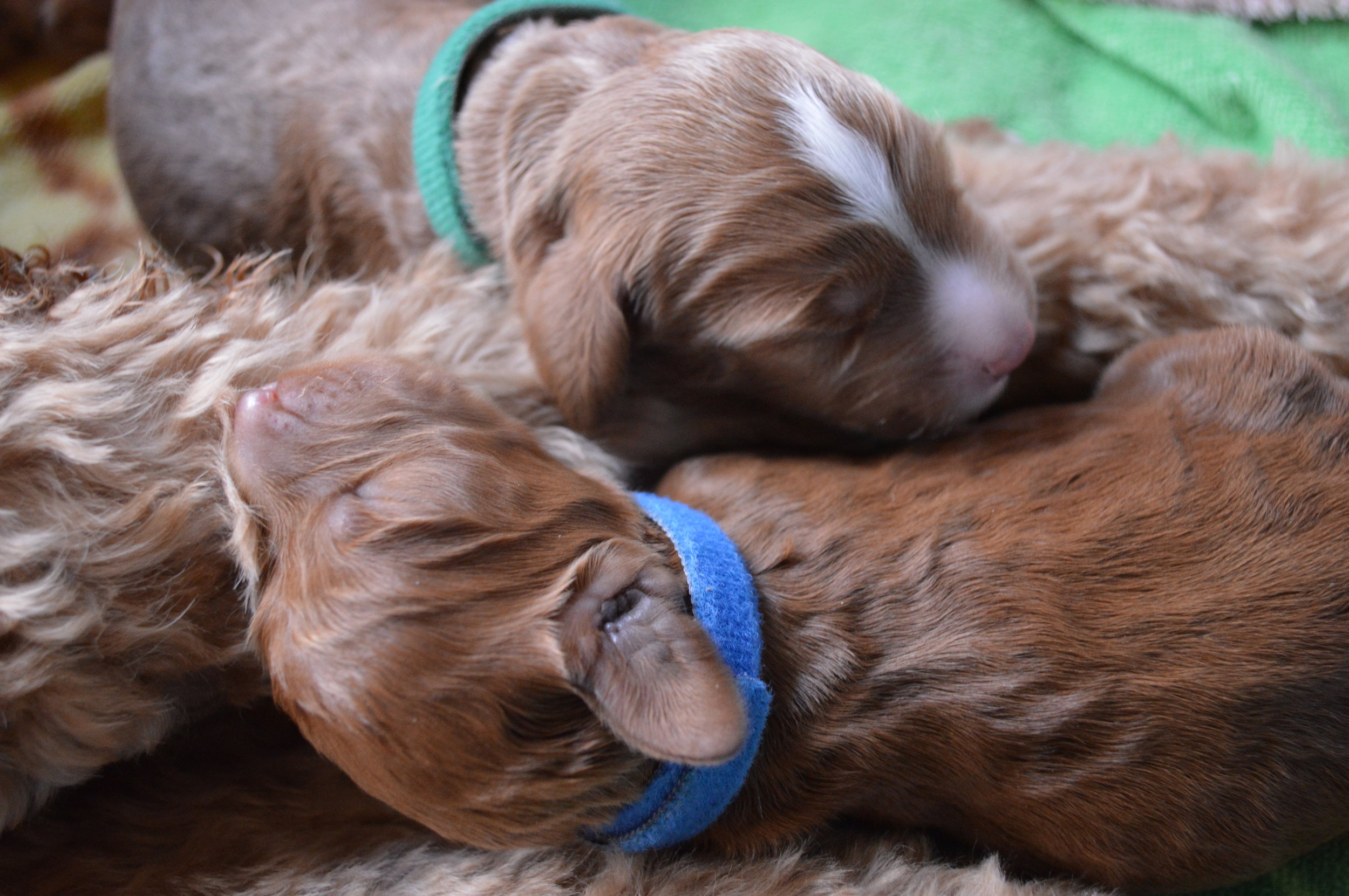 goldendoodle puppies lakeside pups