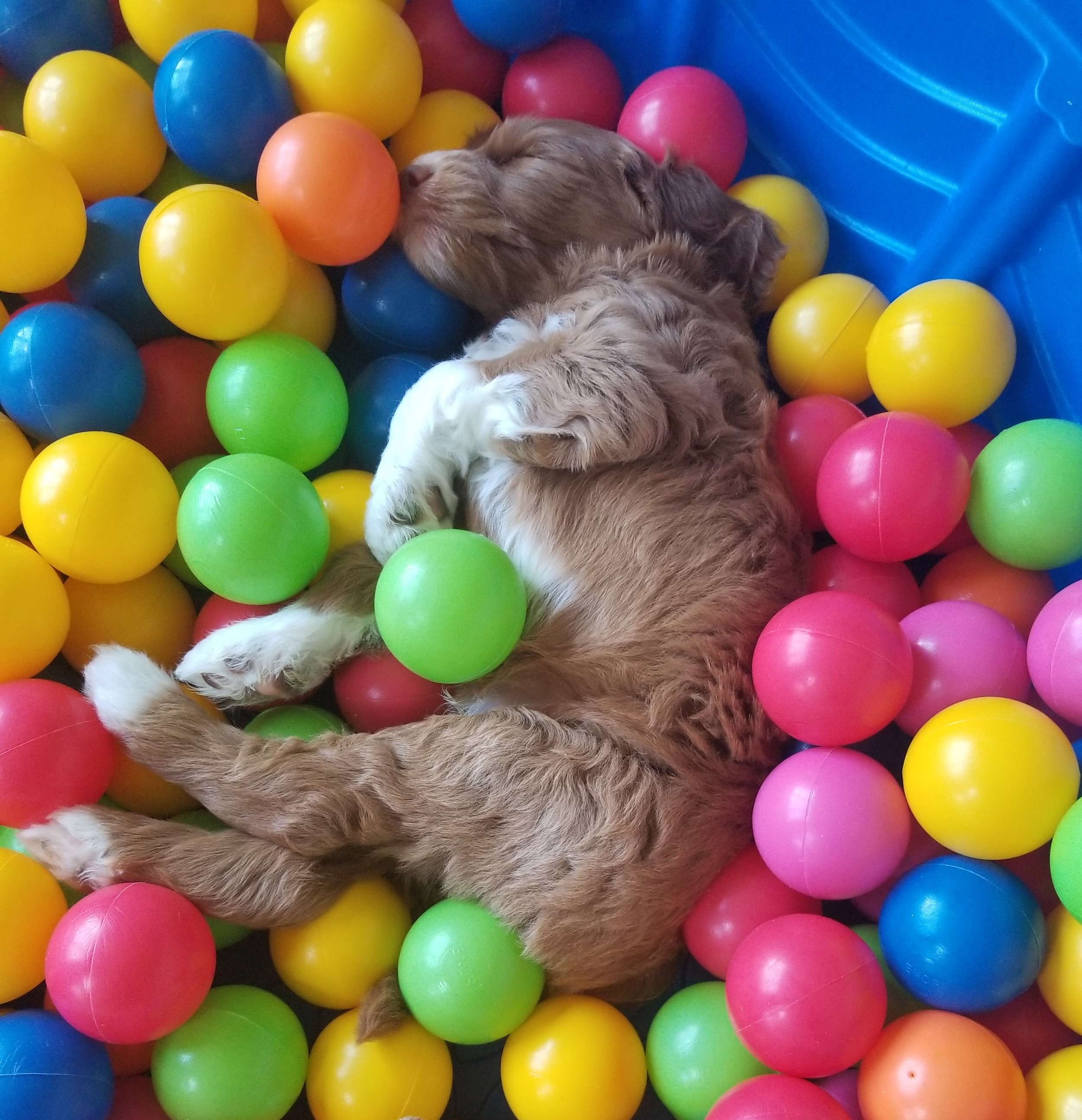 goldendoodle puppies lakeside pups