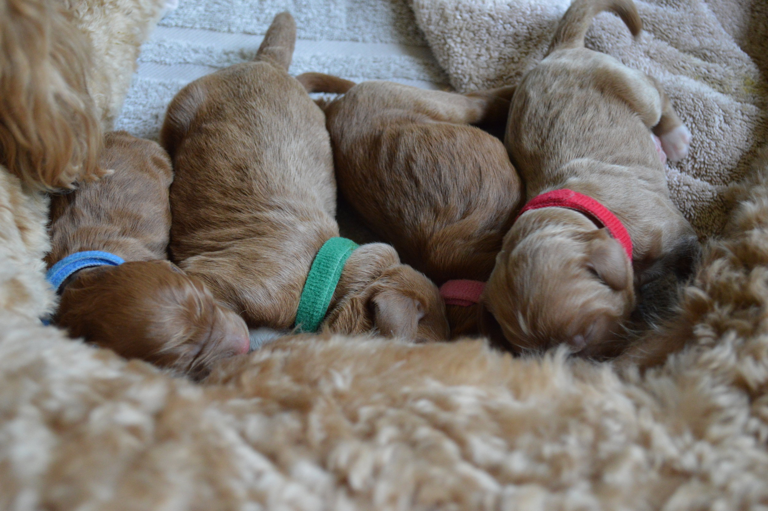 goldendoodle puppies lakeside pups