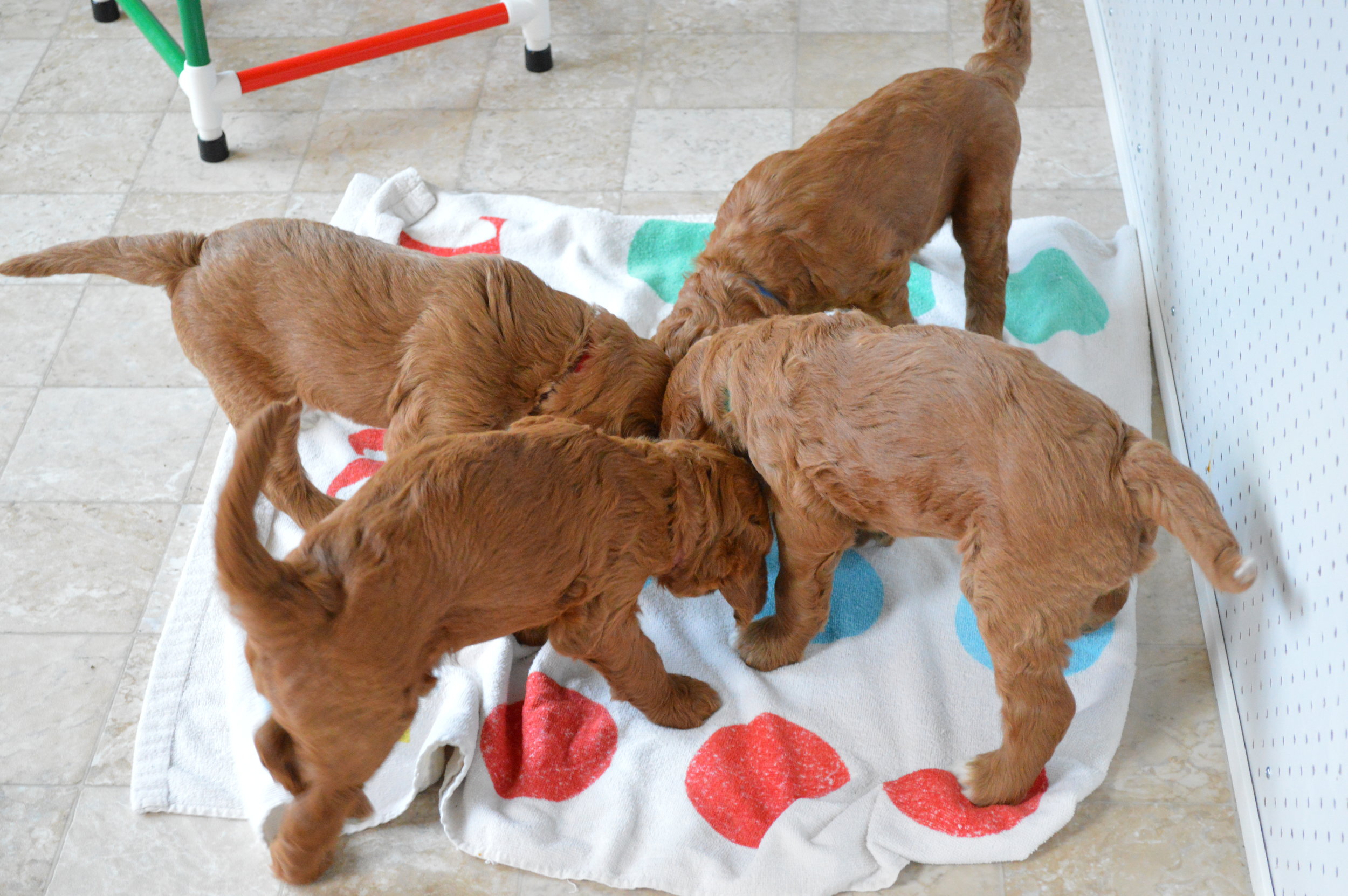 goldendoodle puppies lakeside pups