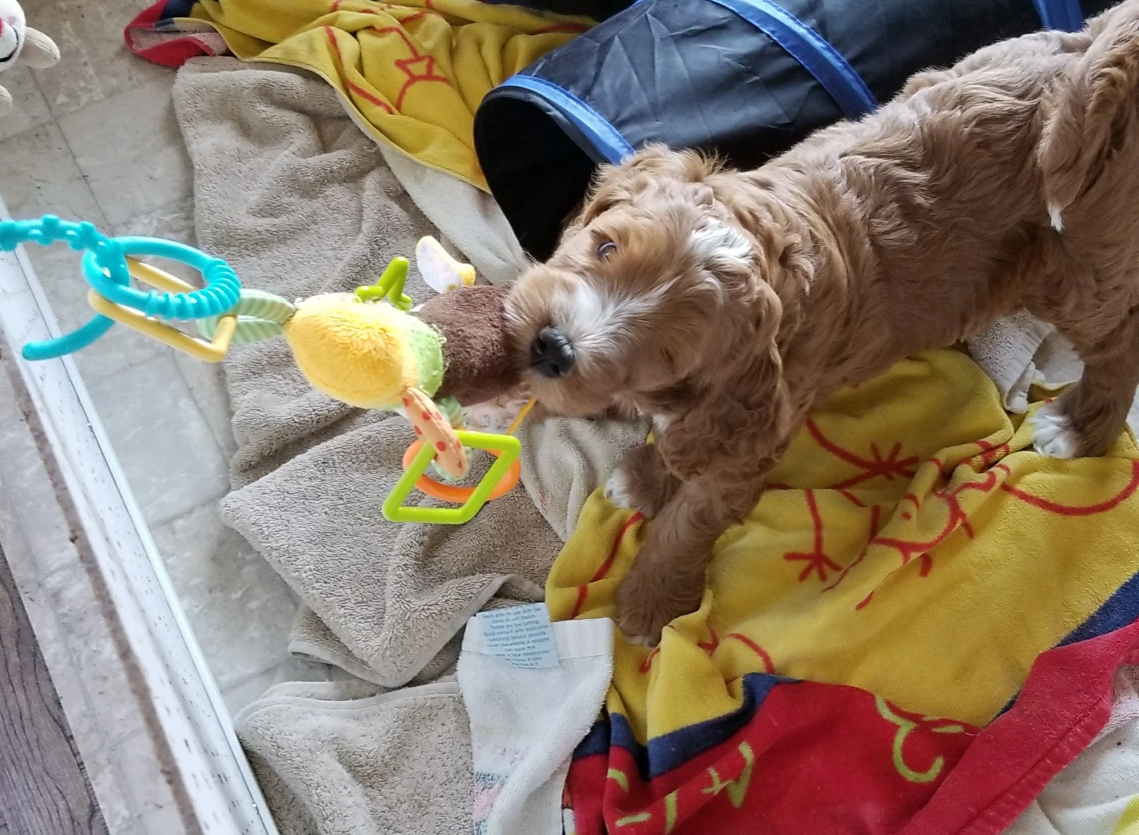 goldendoodle puppies lakeside pups