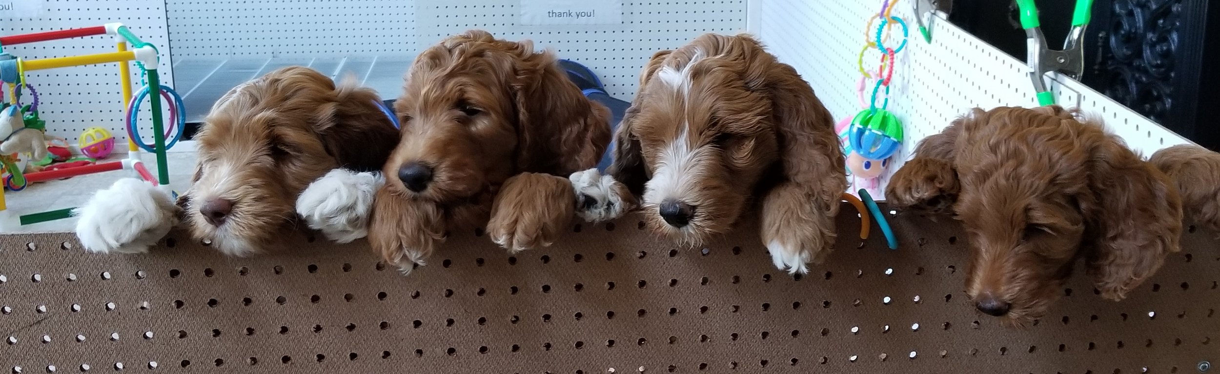 goldendoodle puppies lakeside pups