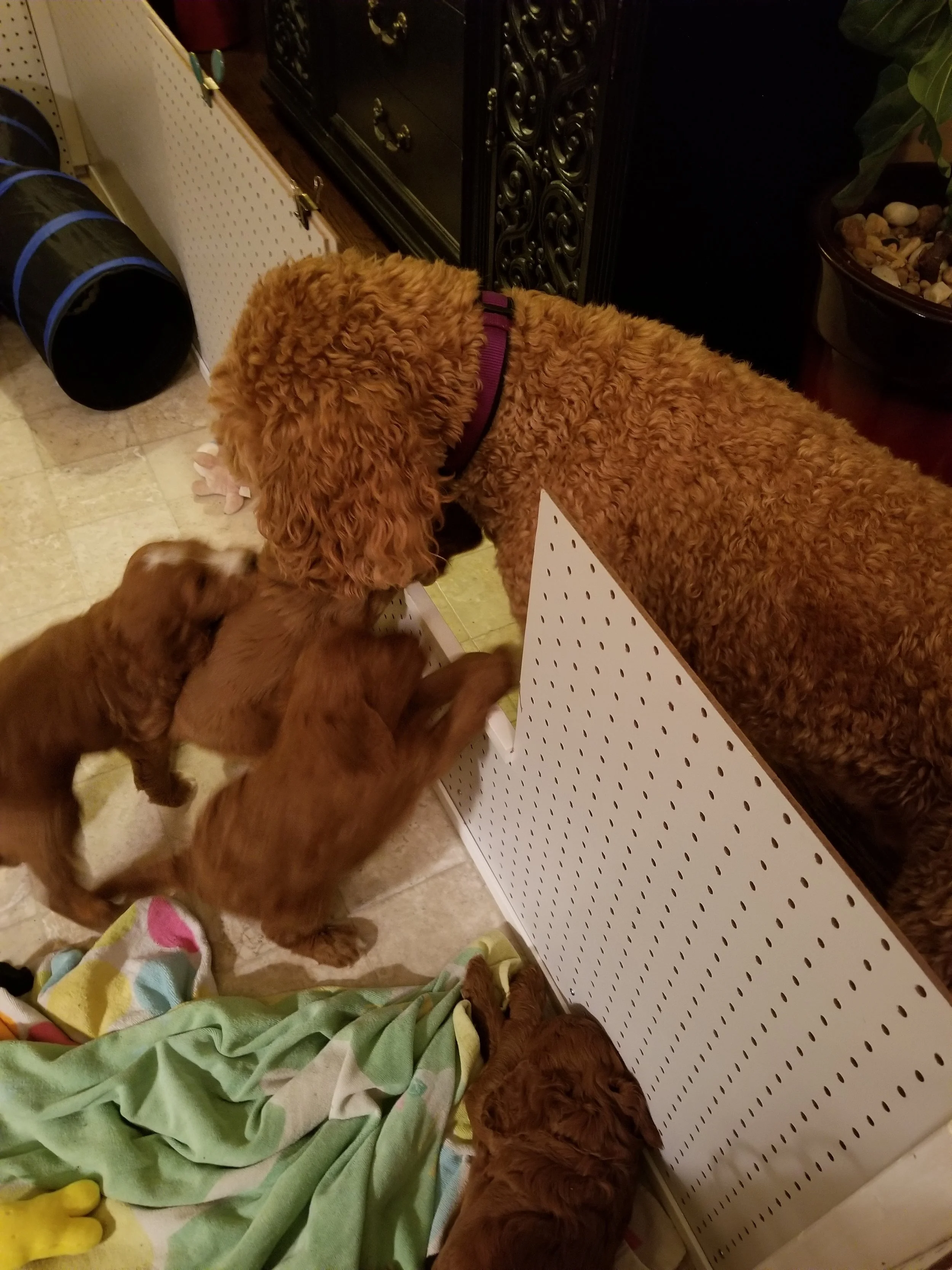 goldendoodle puppies lakeside pups