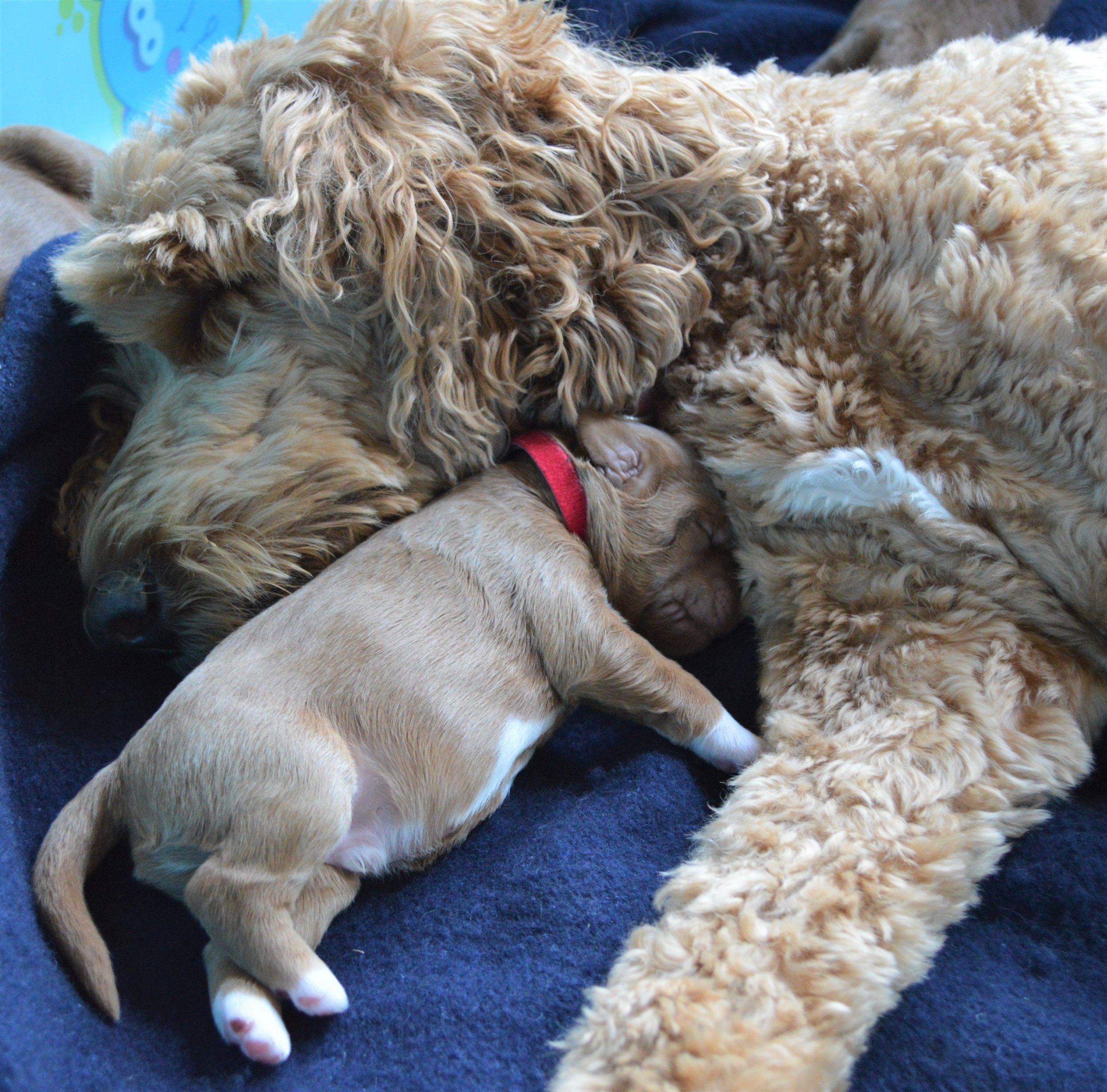 goldendoodle puppies lakeside pups