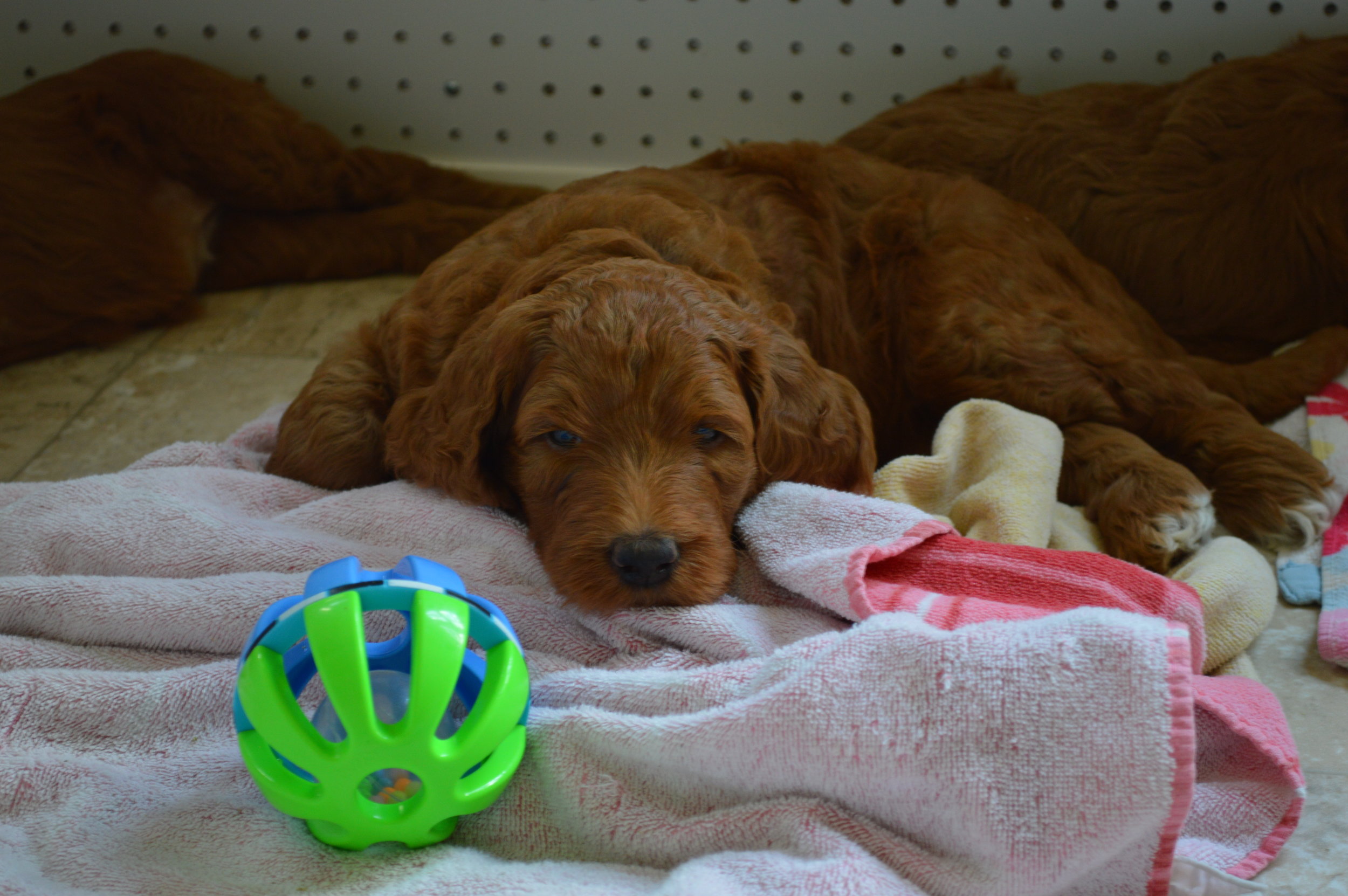 goldendoodle puppies lakeside pups