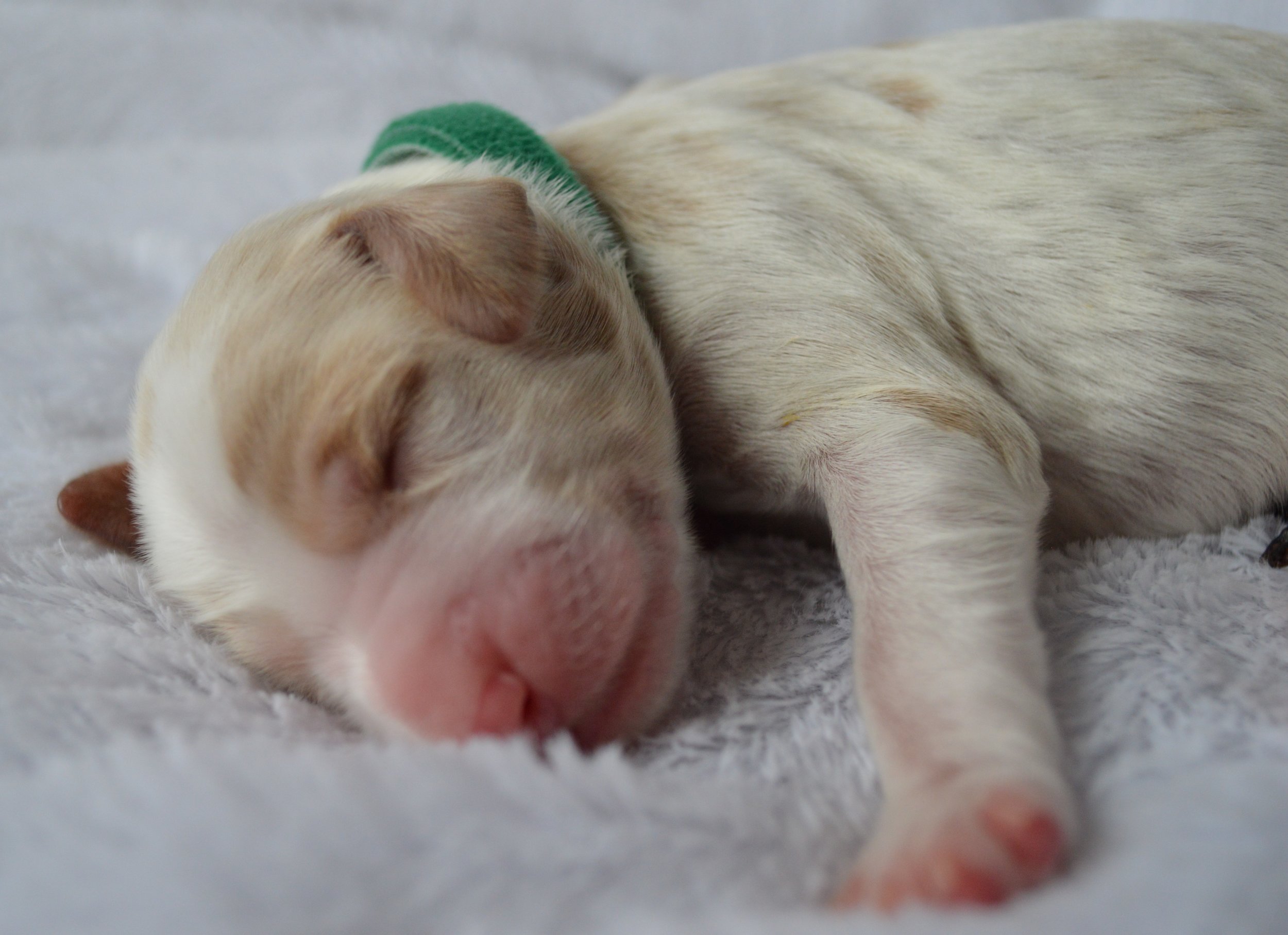 goldendoodle puppy