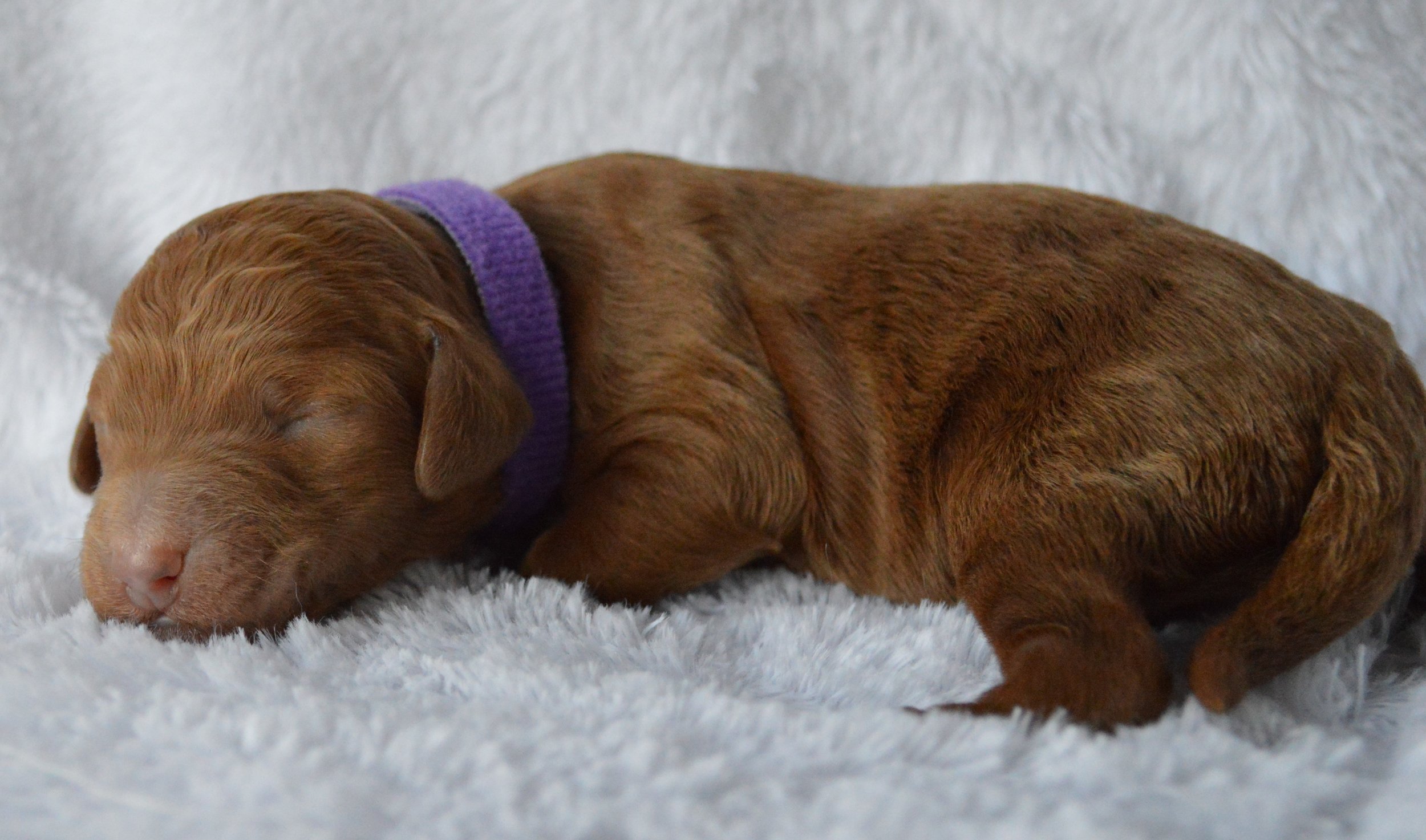 goldendoodle puppy