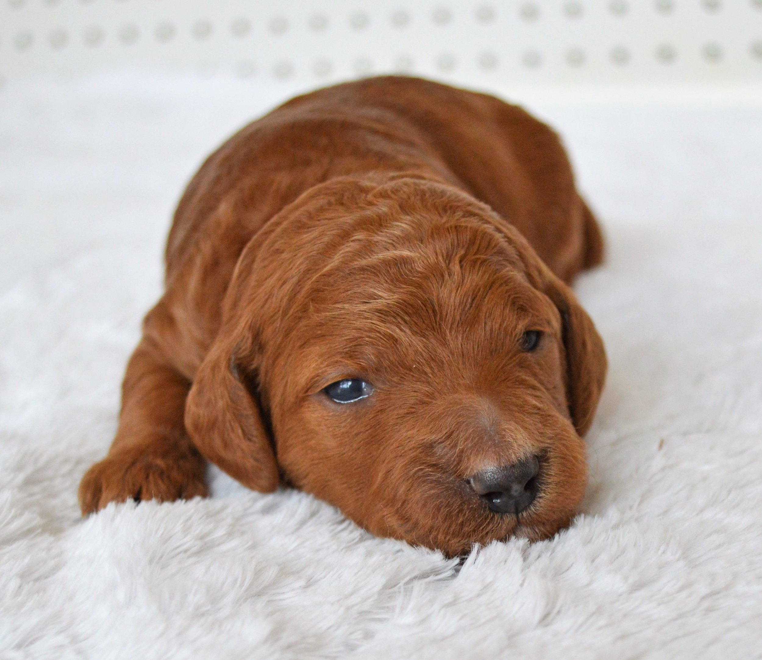 goldendoodle puppy