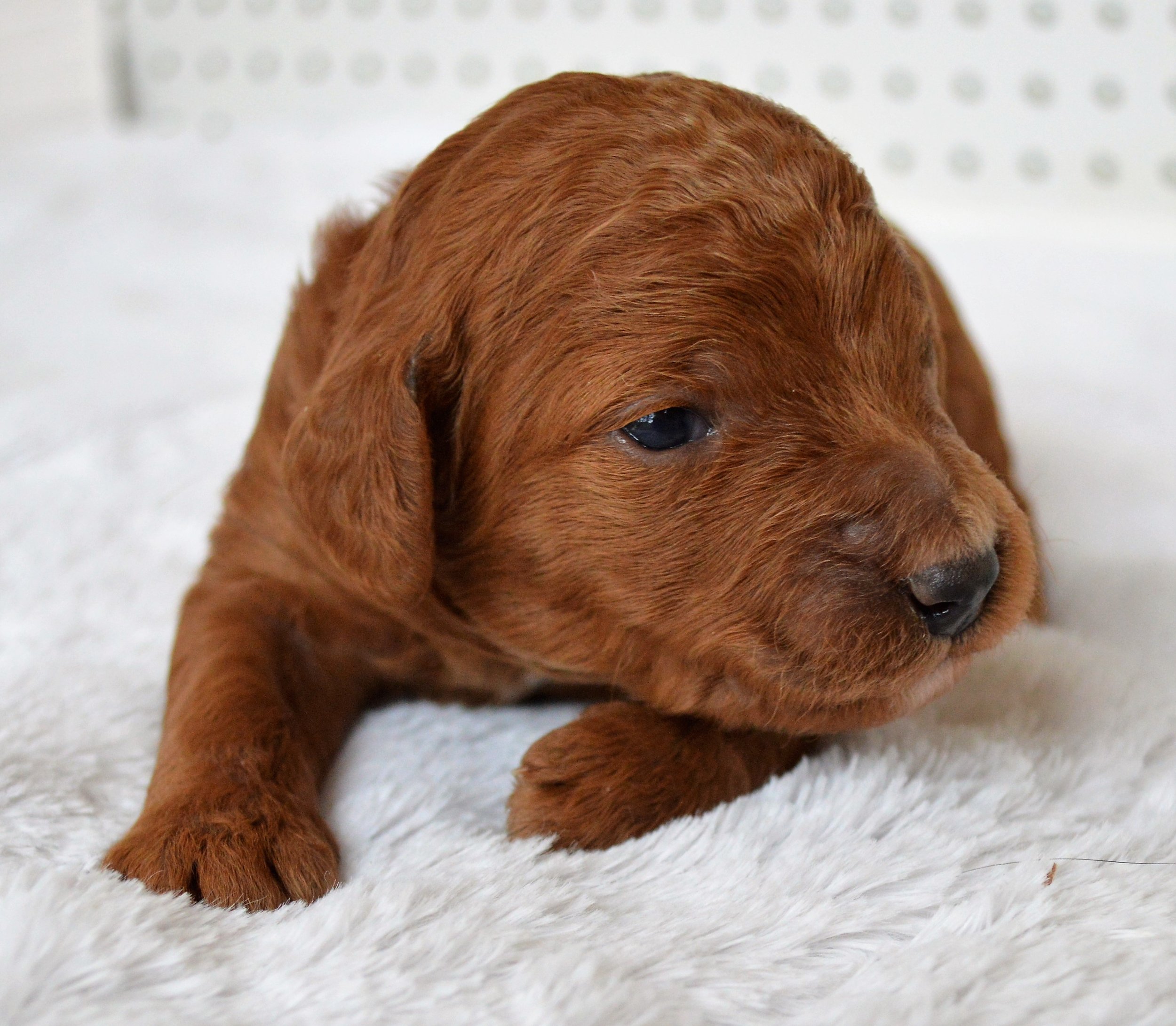 goldendoodle puppy