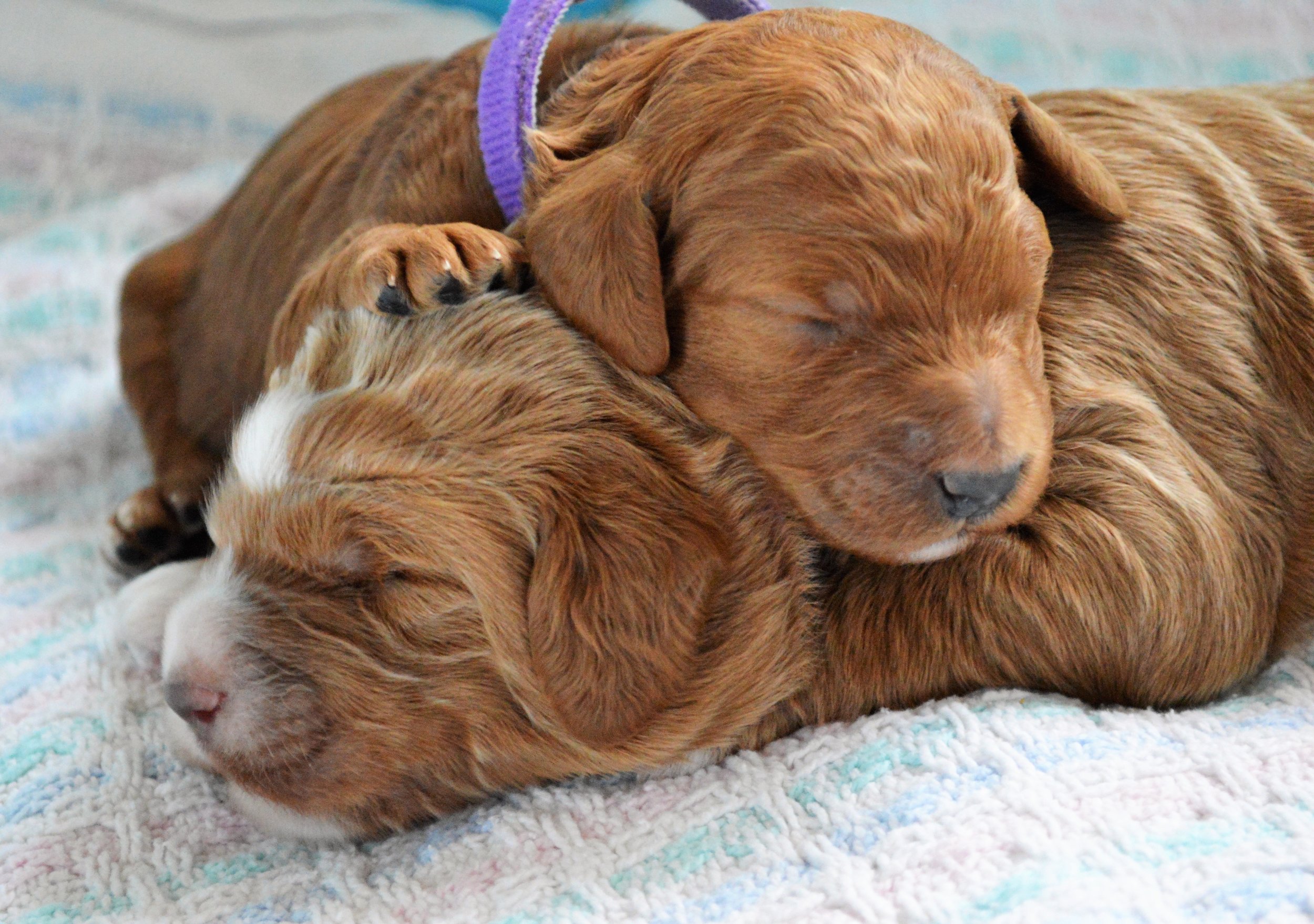 goldendoodle puppy