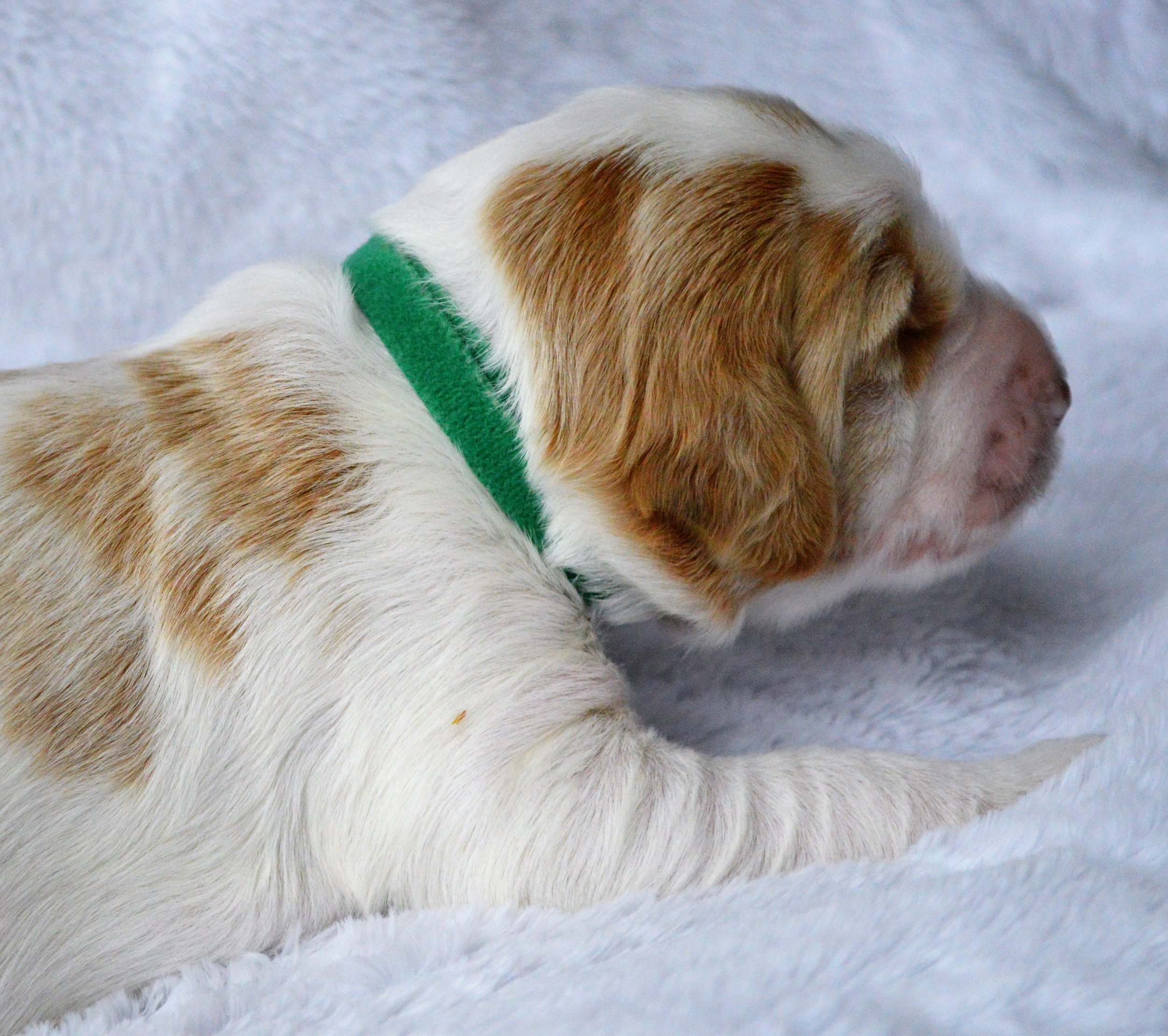 goldendoodle puppies