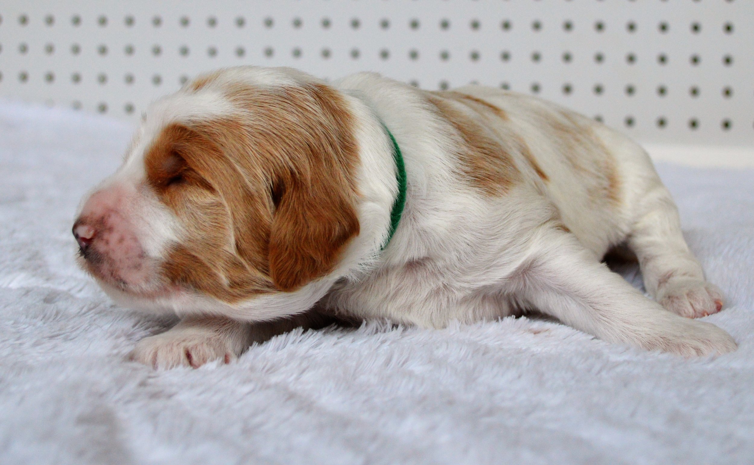 goldendoodle puppies