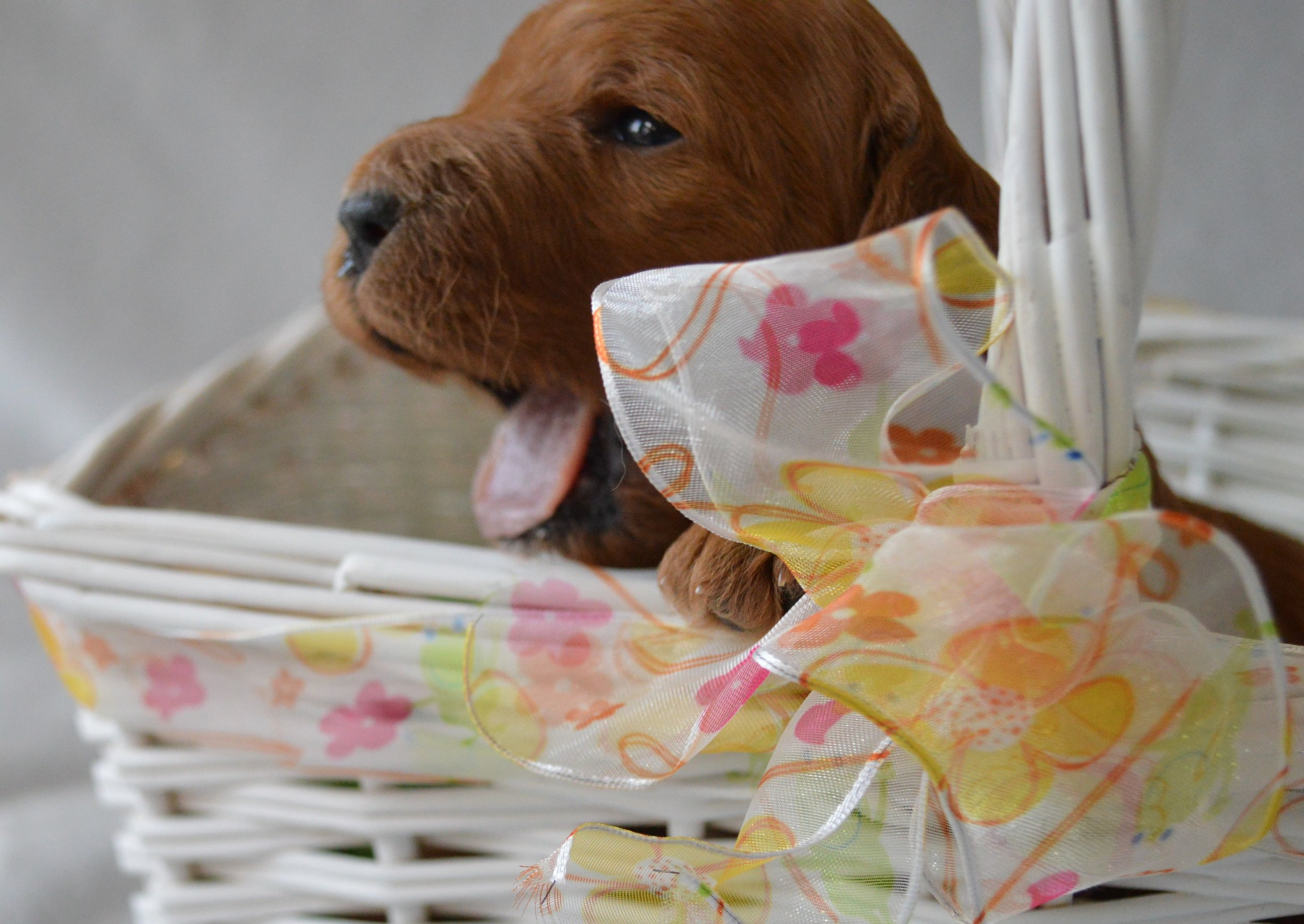 goldendoodle puppy