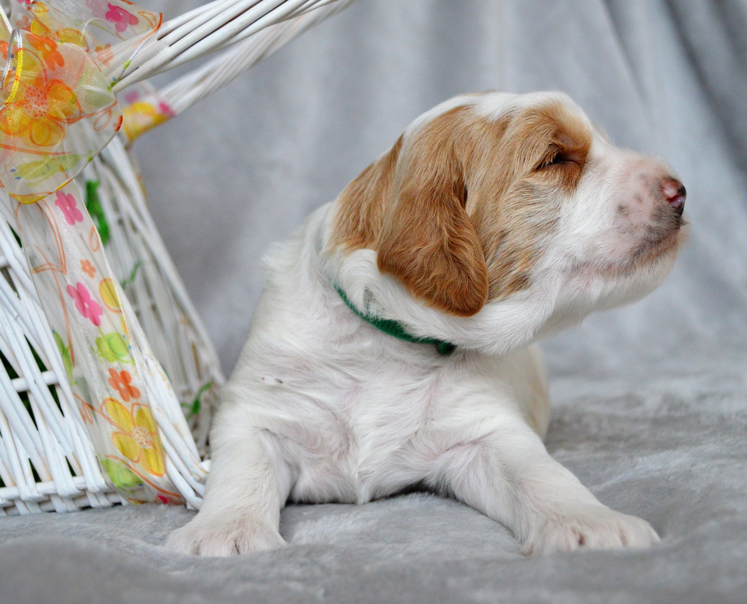 goldendoodle puppies