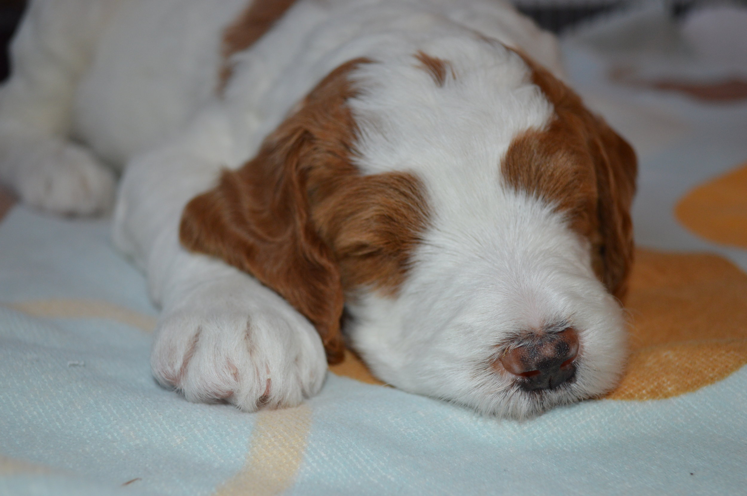 goldendoodle puppy