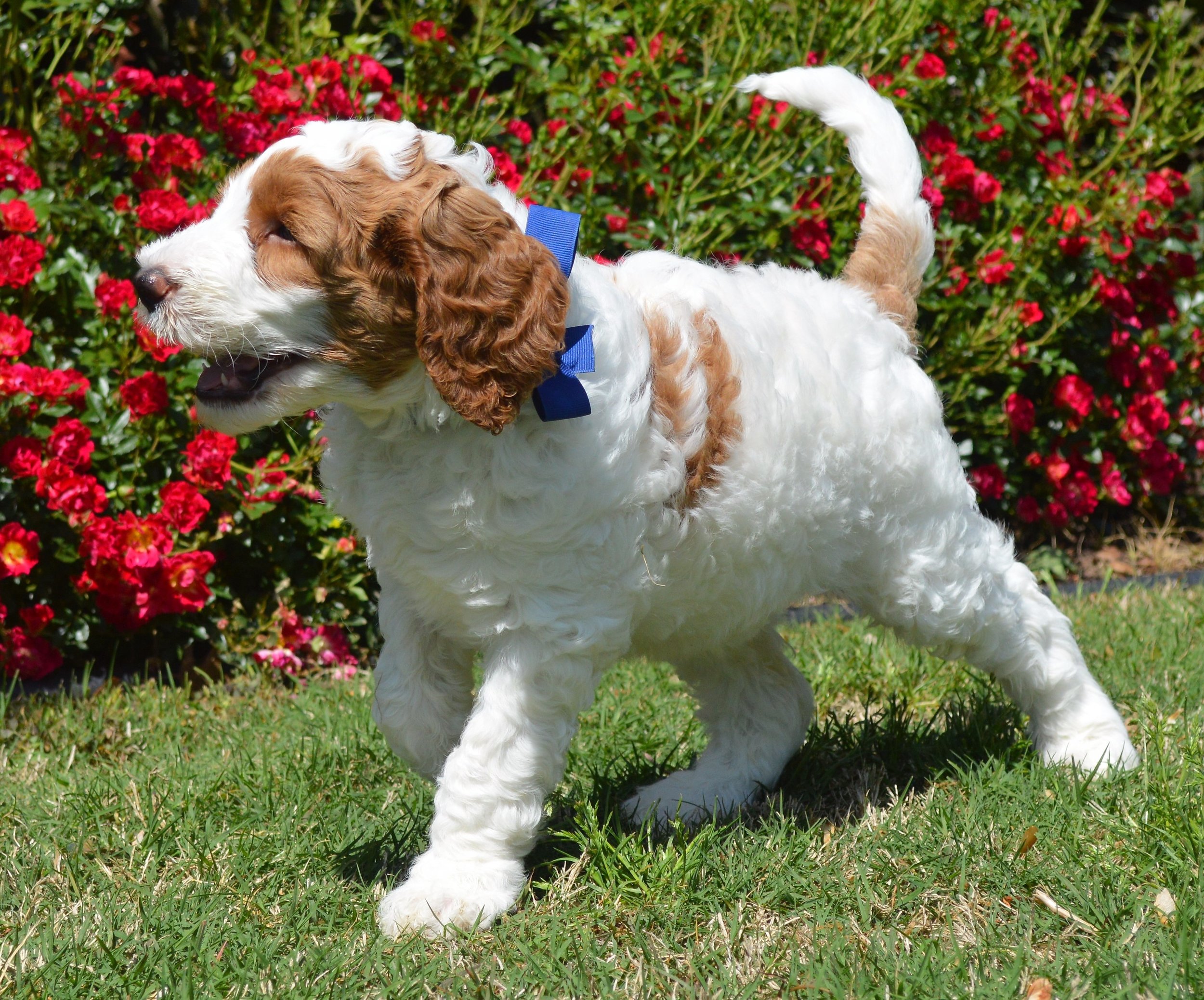 goldendoodle puppies