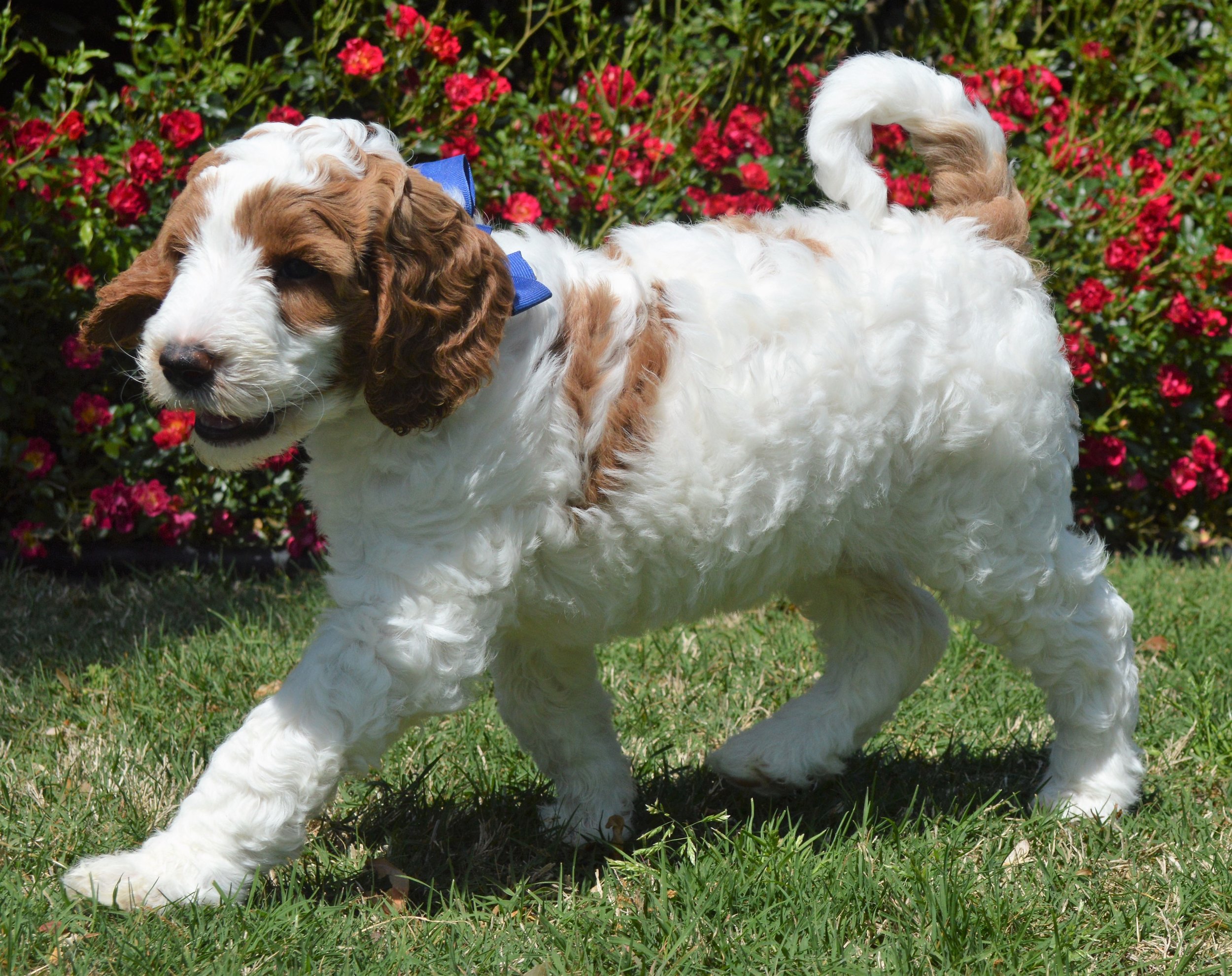 goldendoodle puppies