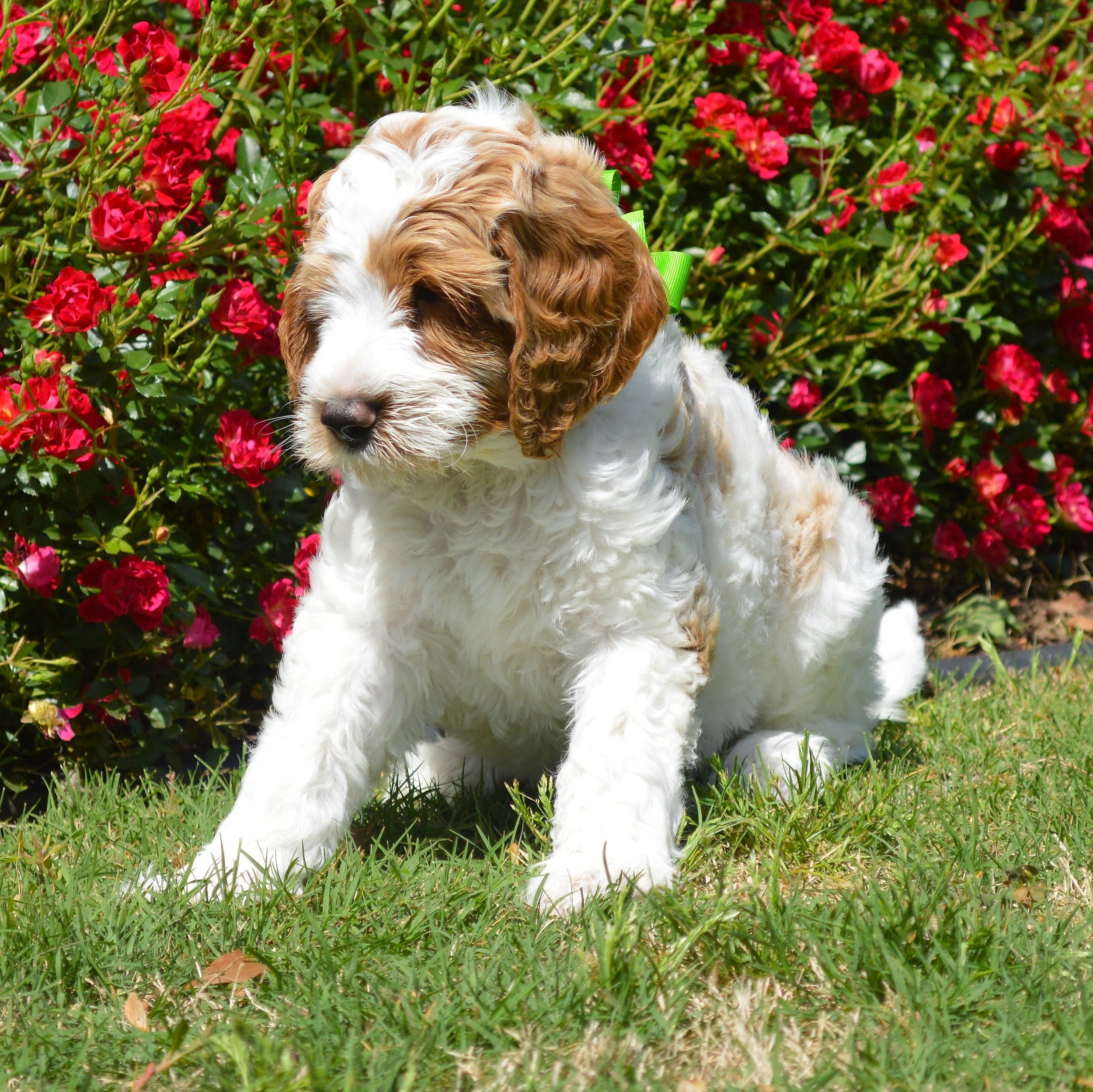 goldendoodle puppies