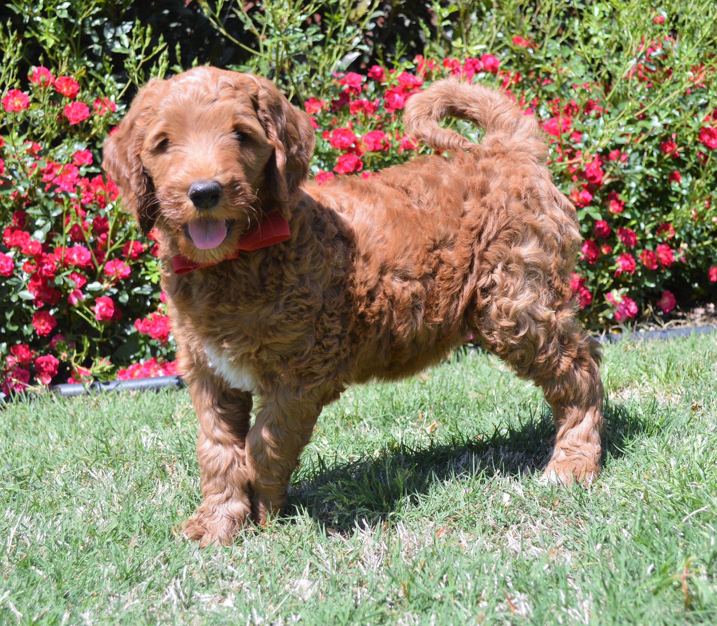 goldendoodle