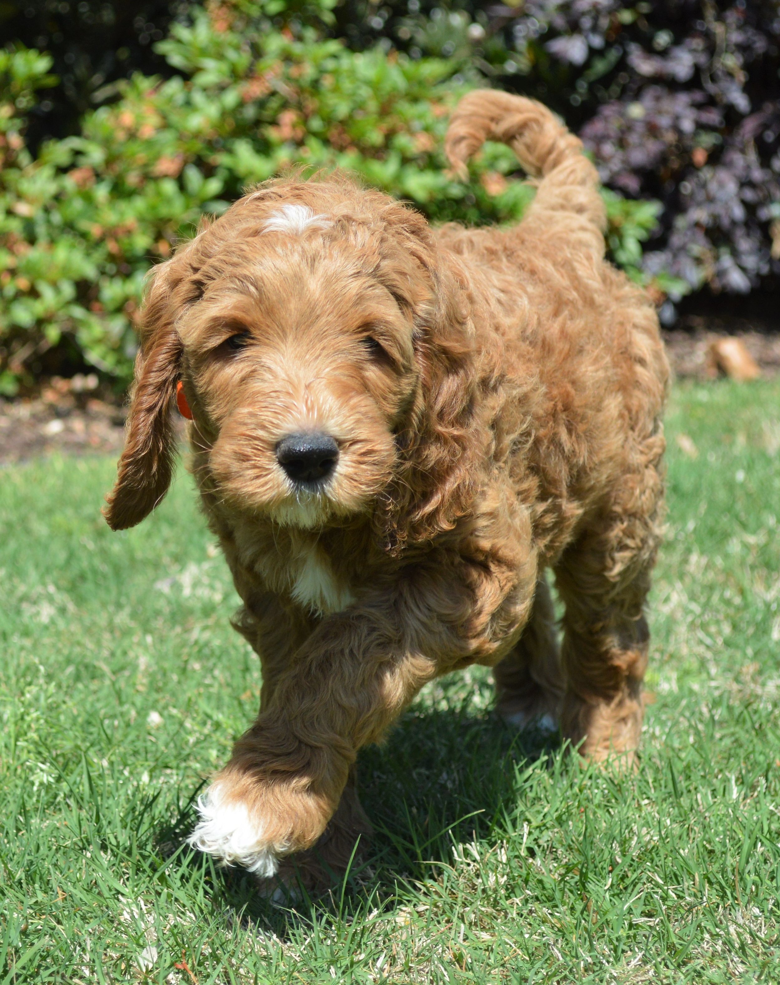 goldendoodles pups