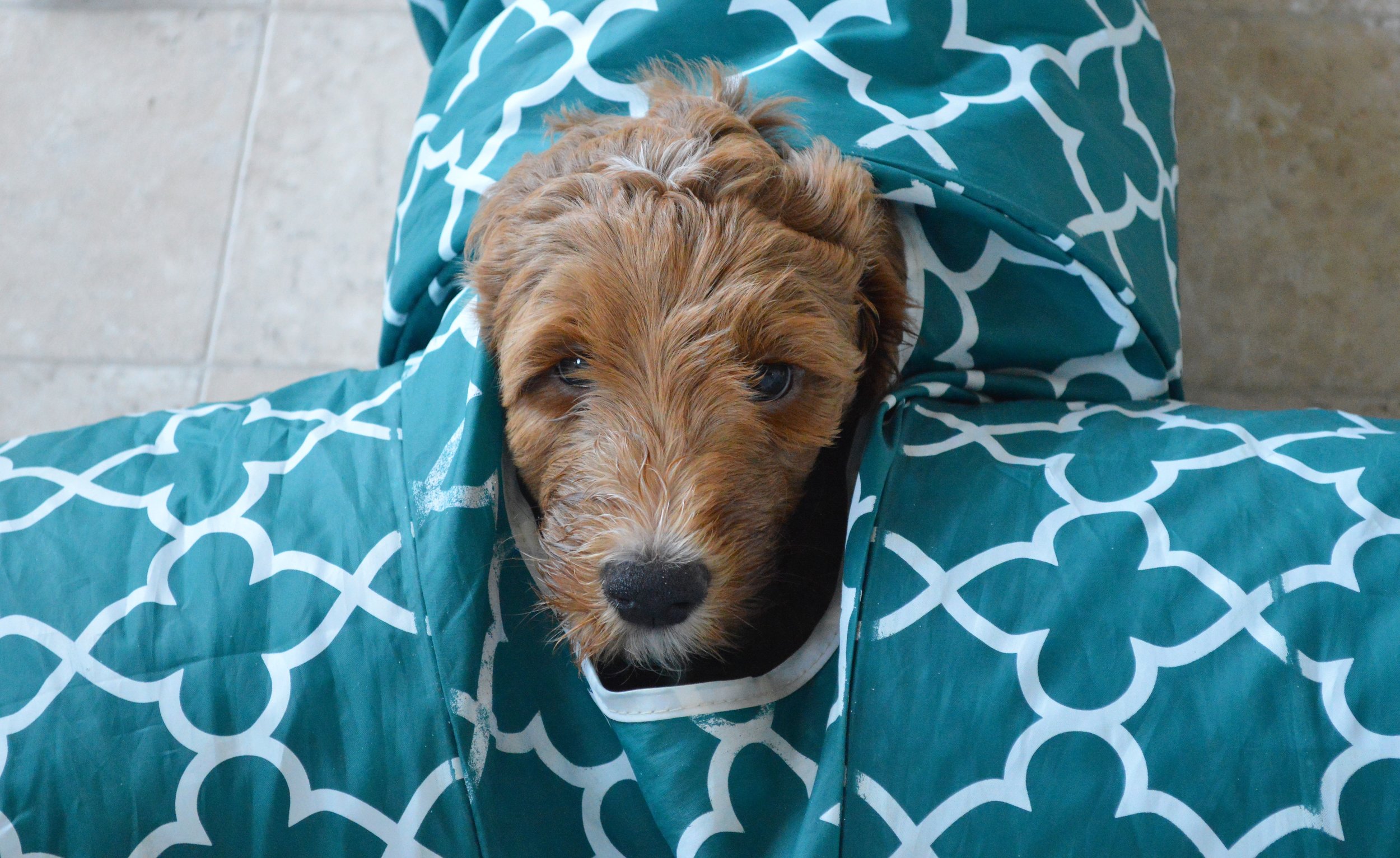 goldendoodle puppies lakeside pups