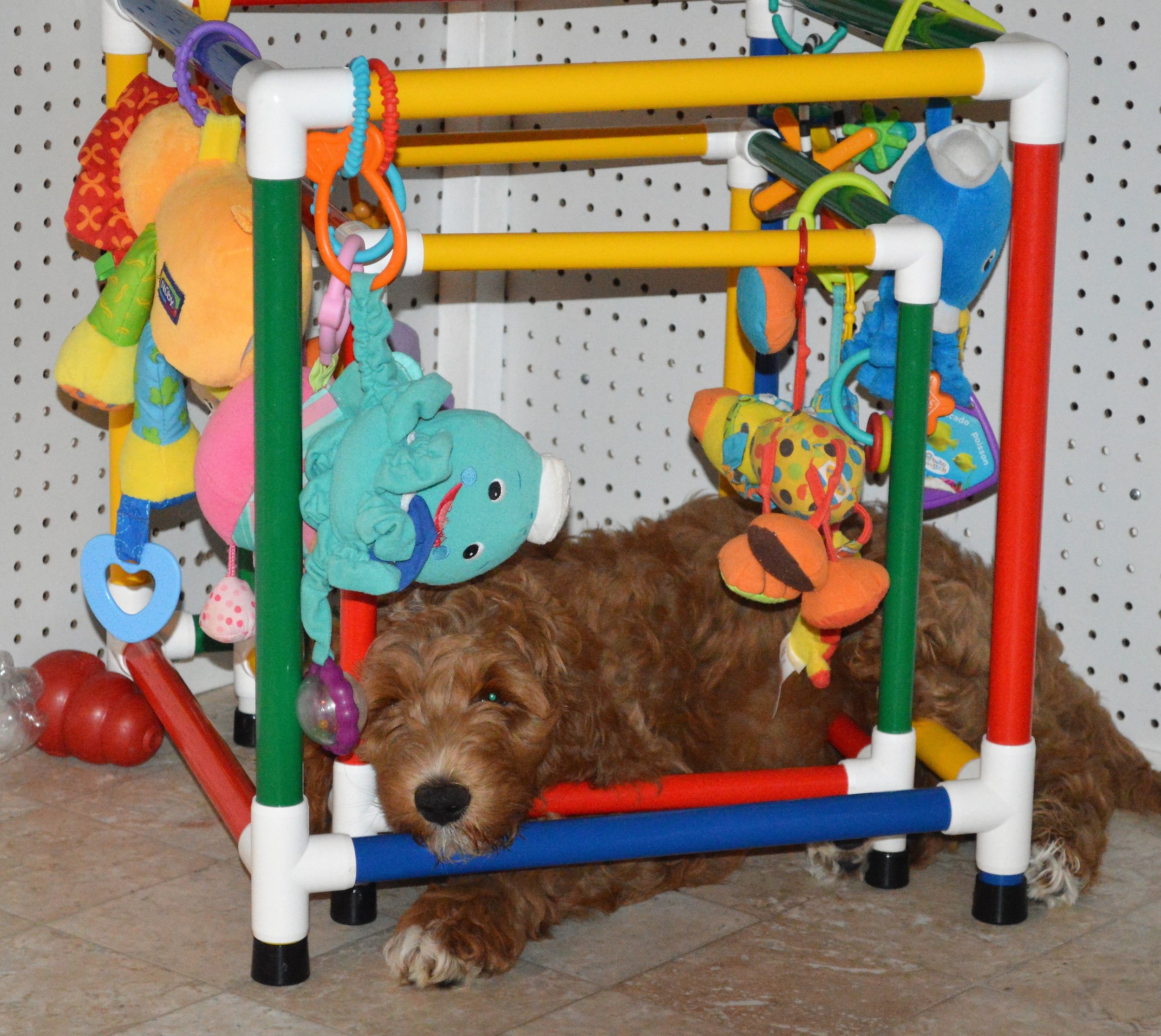 goldendoodle puppies lakeside pups