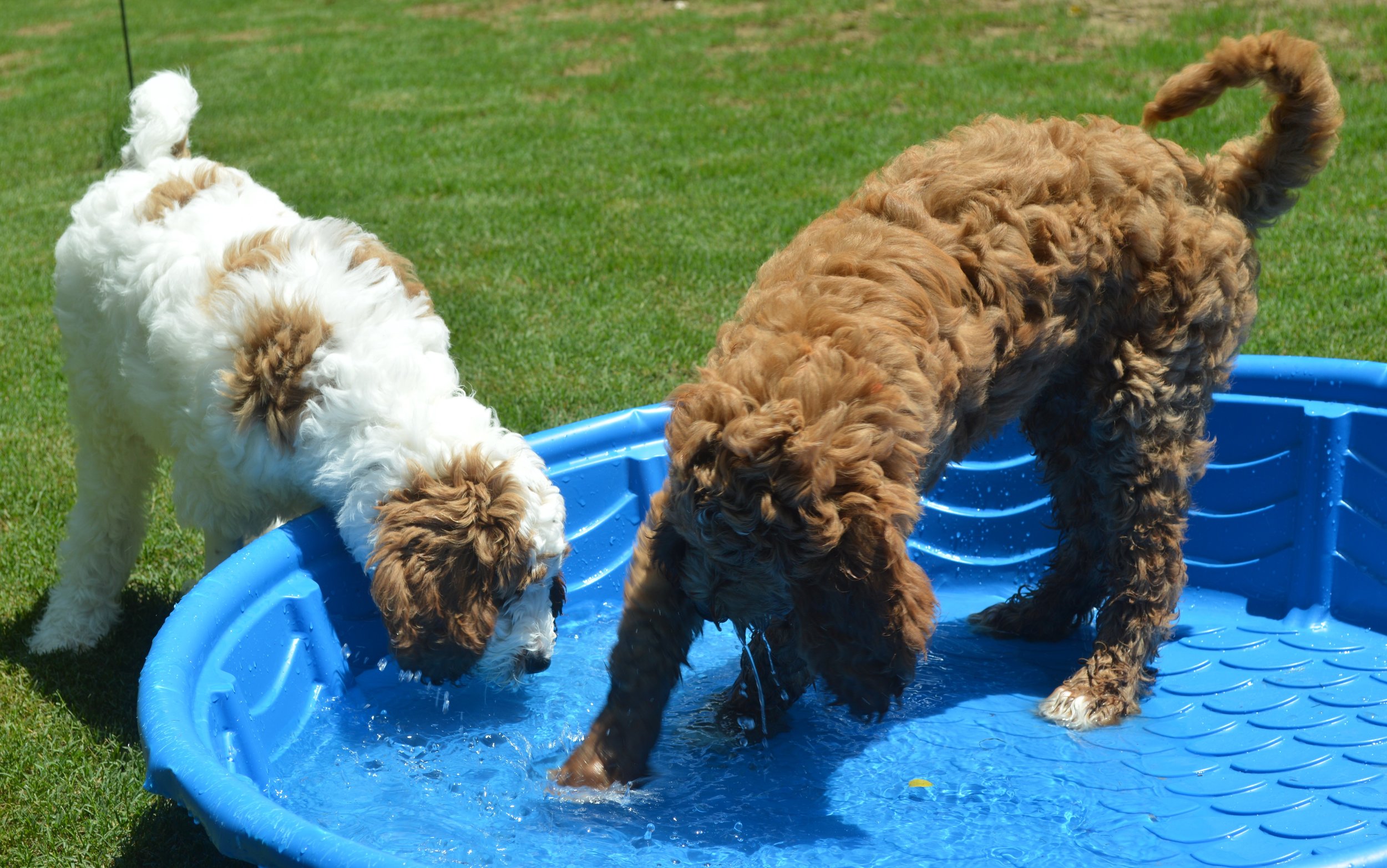 goldendoodle puppies lakeside pups 