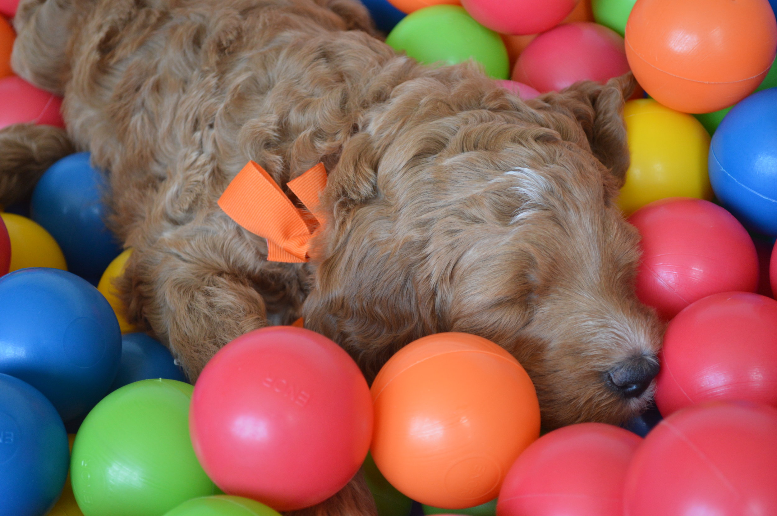 goldendoodle puppies lakeside pups