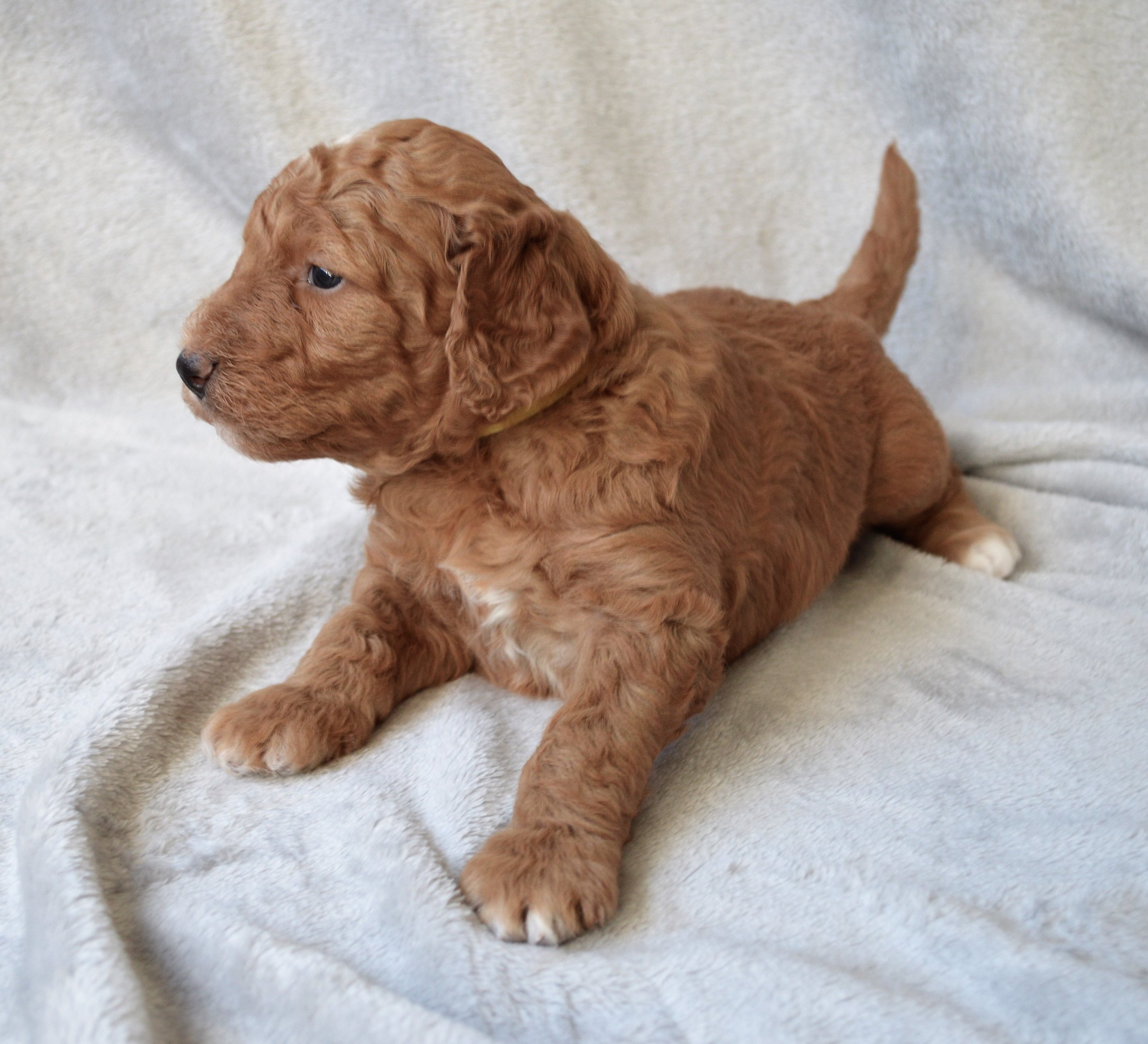 Lakeside Pups Atlanta Georgia GA goldendoodle puppies goldendoodles breeder