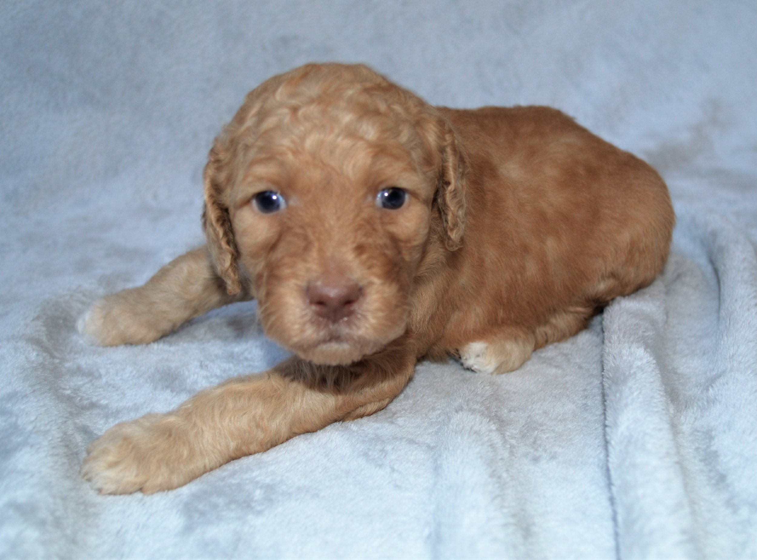 Lakeside Pups Atlanta Georgia GA goldendoodle puppies goldendoodles breeder