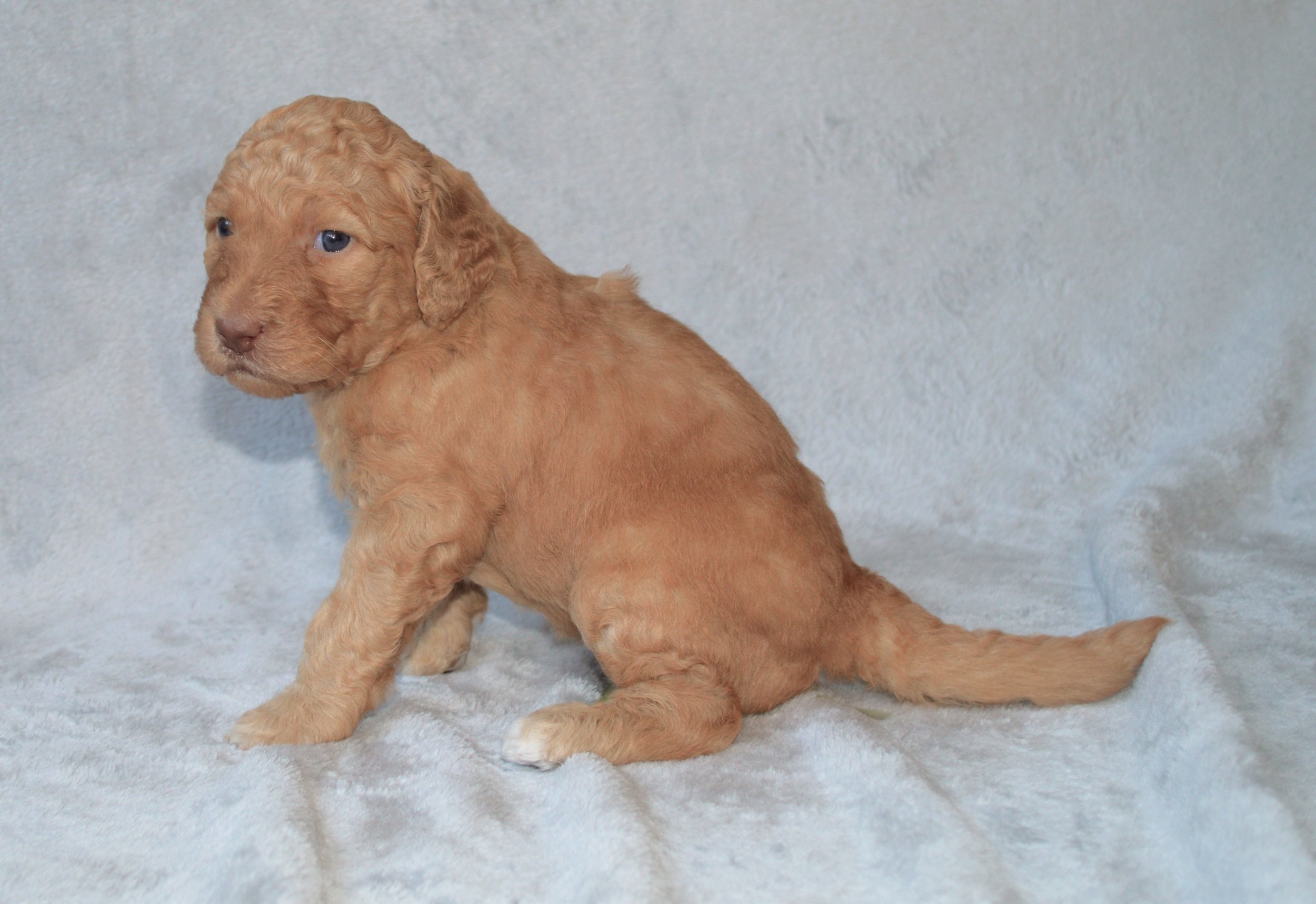 Lakeside Pups Atlanta Georgia GA goldendoodle puppies goldendoodles breeder