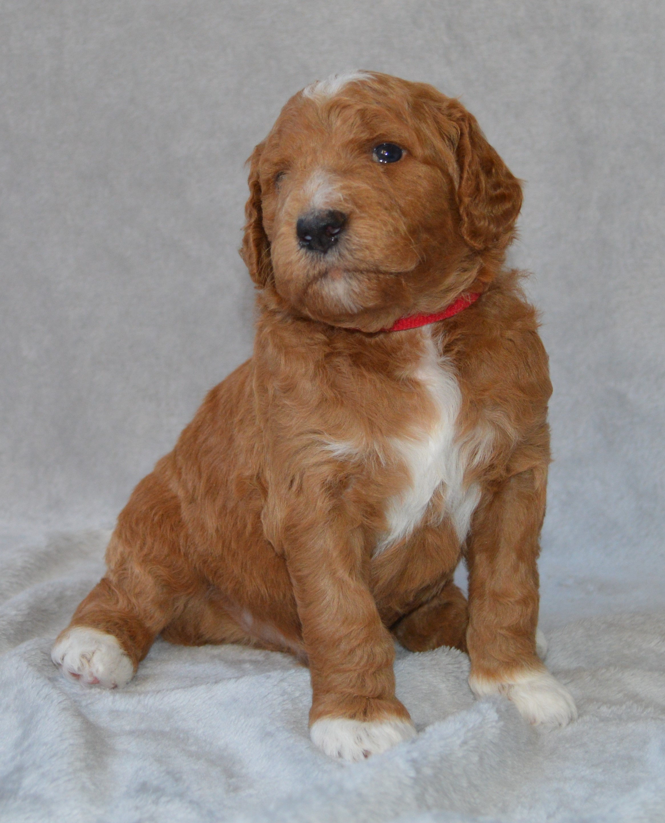 Lakeside Pups Atlanta Georgia GA goldendoodle puppies goldendoodles breeder