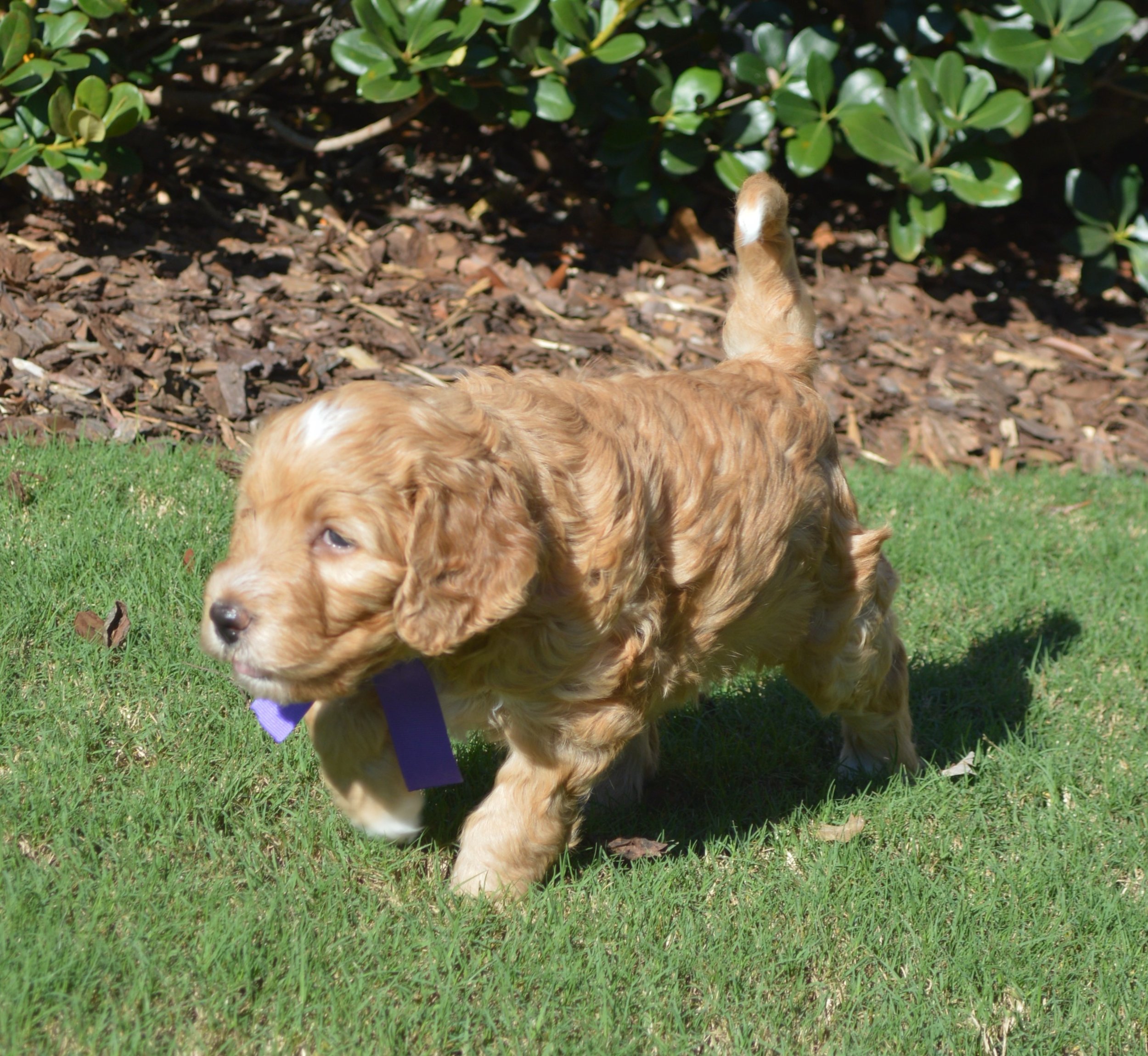 Lakeside Pups Atlanta Georgia GA goldendoodle puppies goldendoodles breeder