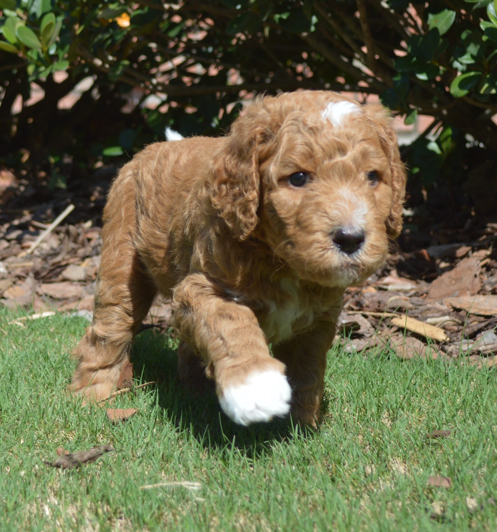 Lakeside Pups Atlanta Georgia GA goldendoodle puppies goldendoodles breeder