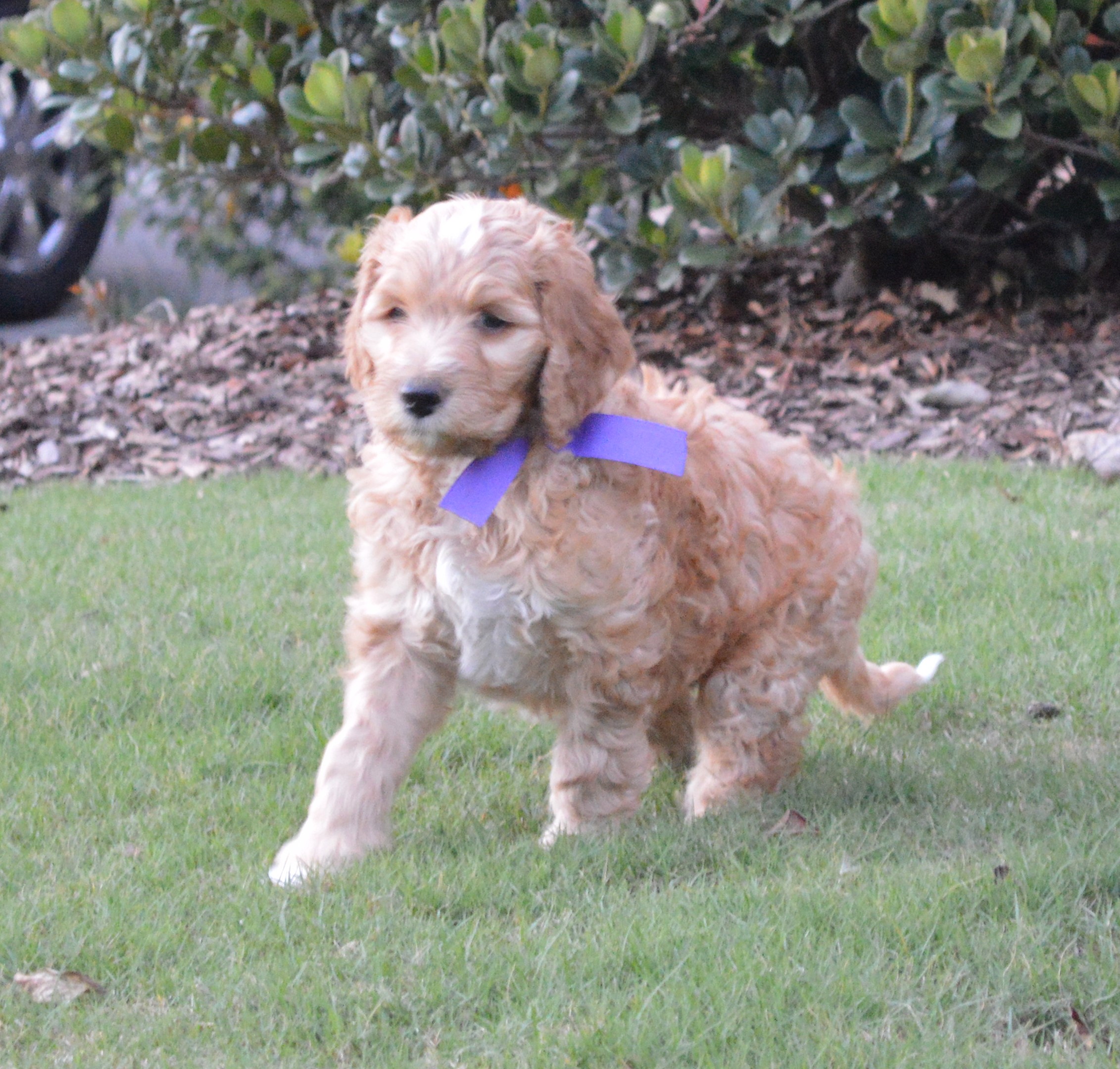 Lakeside Pups Atlanta Georgia GA goldendoodle puppies goldendoodles breeder