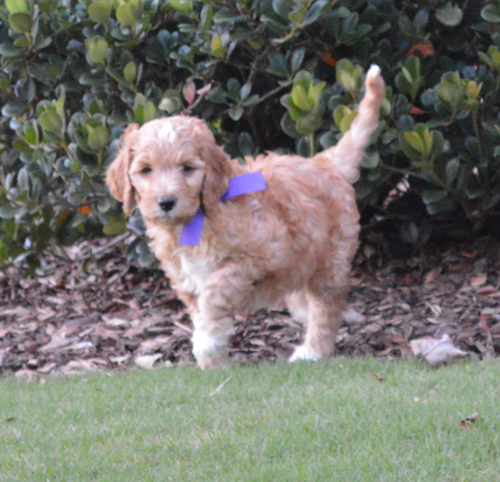 Lakeside Pups Atlanta Georgia GA goldendoodle puppies goldendoodles breeder