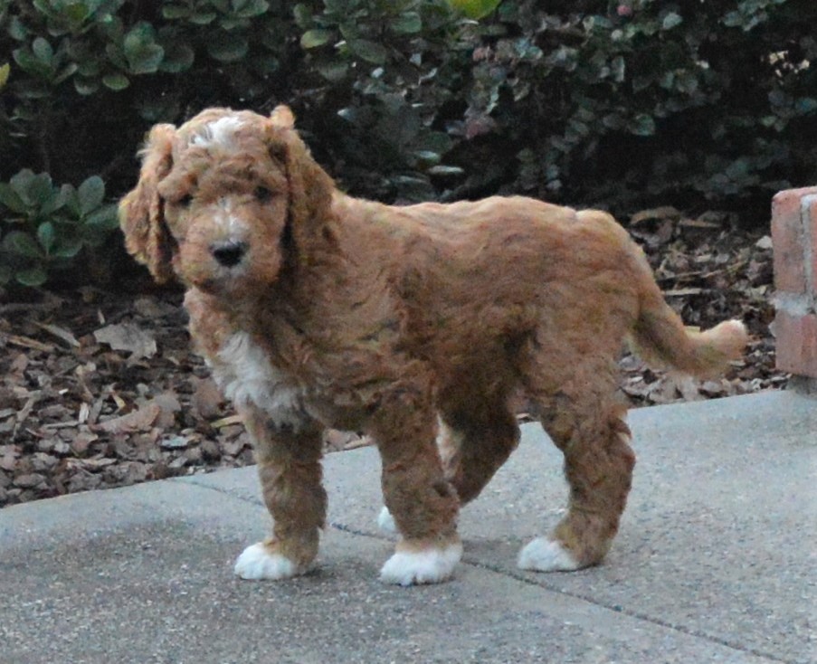 Lakeside Pups Atlanta Georgia GA goldendoodle puppies goldendoodles breeder